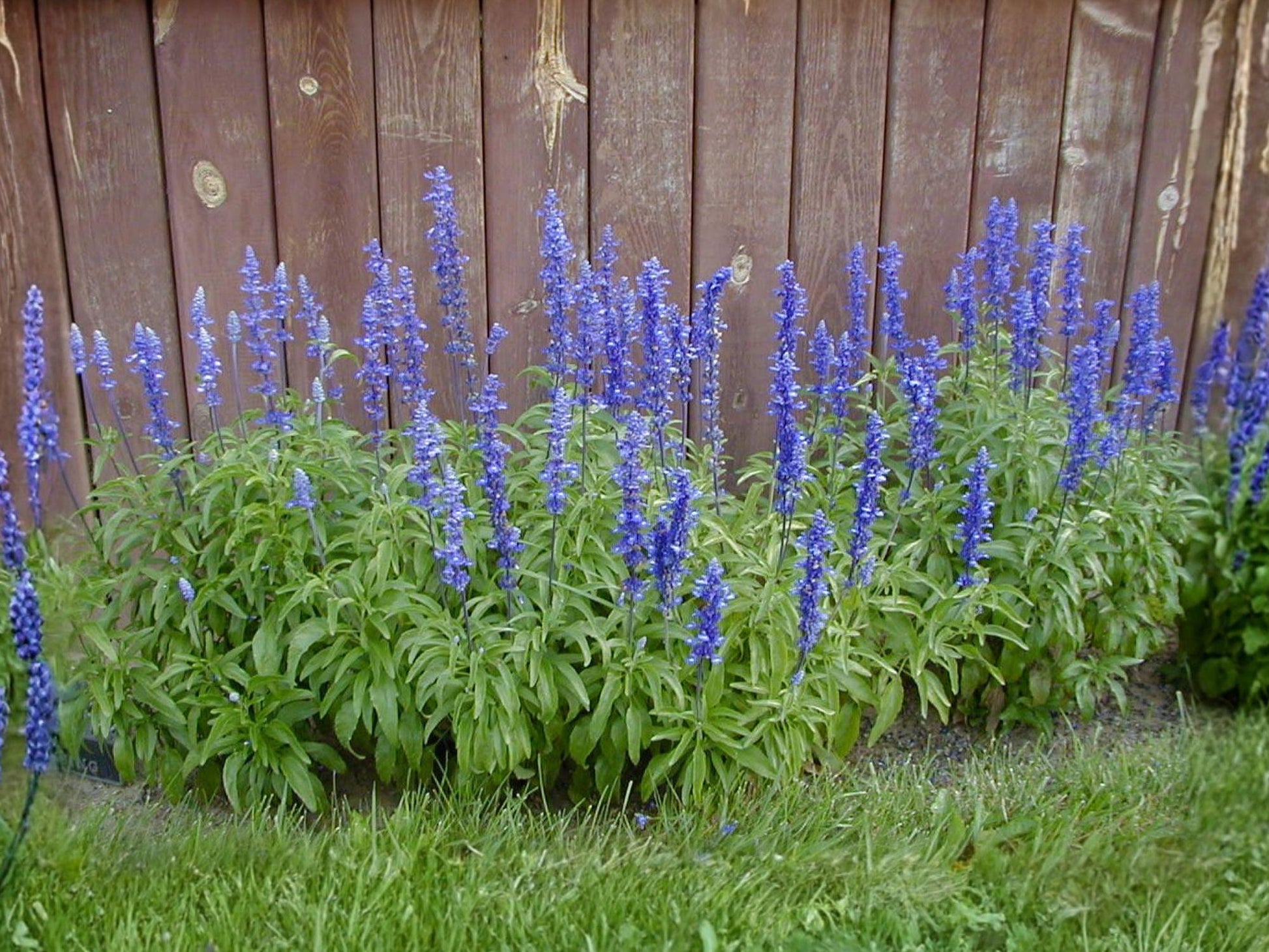 Blue Sage Flower Seeds | Salvia farinacea, Blue to Violet Blooms, Garden & Container Planting, Approx. 100 Seeds