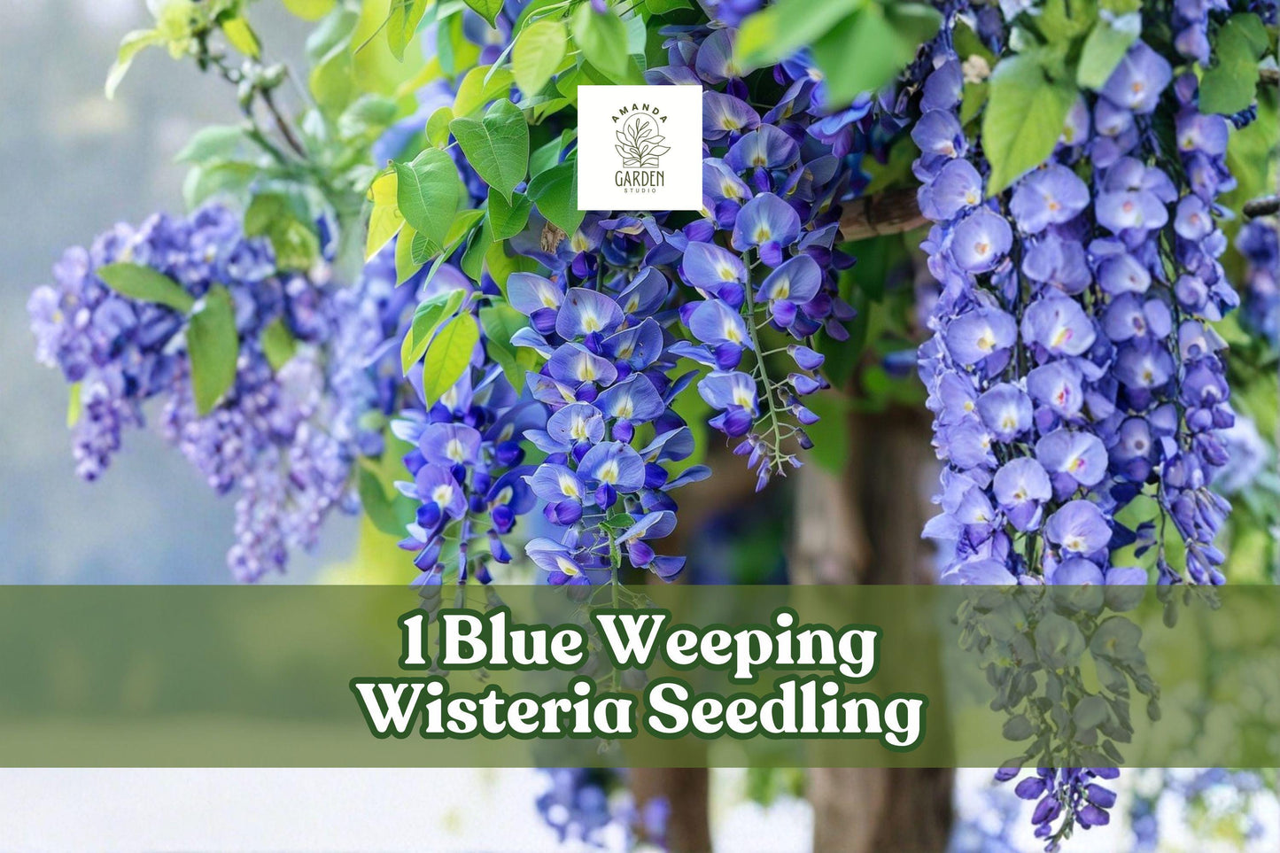 Blue Weeping Wisteria Seedling – Climbing Flowering Vine for Pergola, Garden Wall, Outdoor Landscaping – Wisteria sinensis