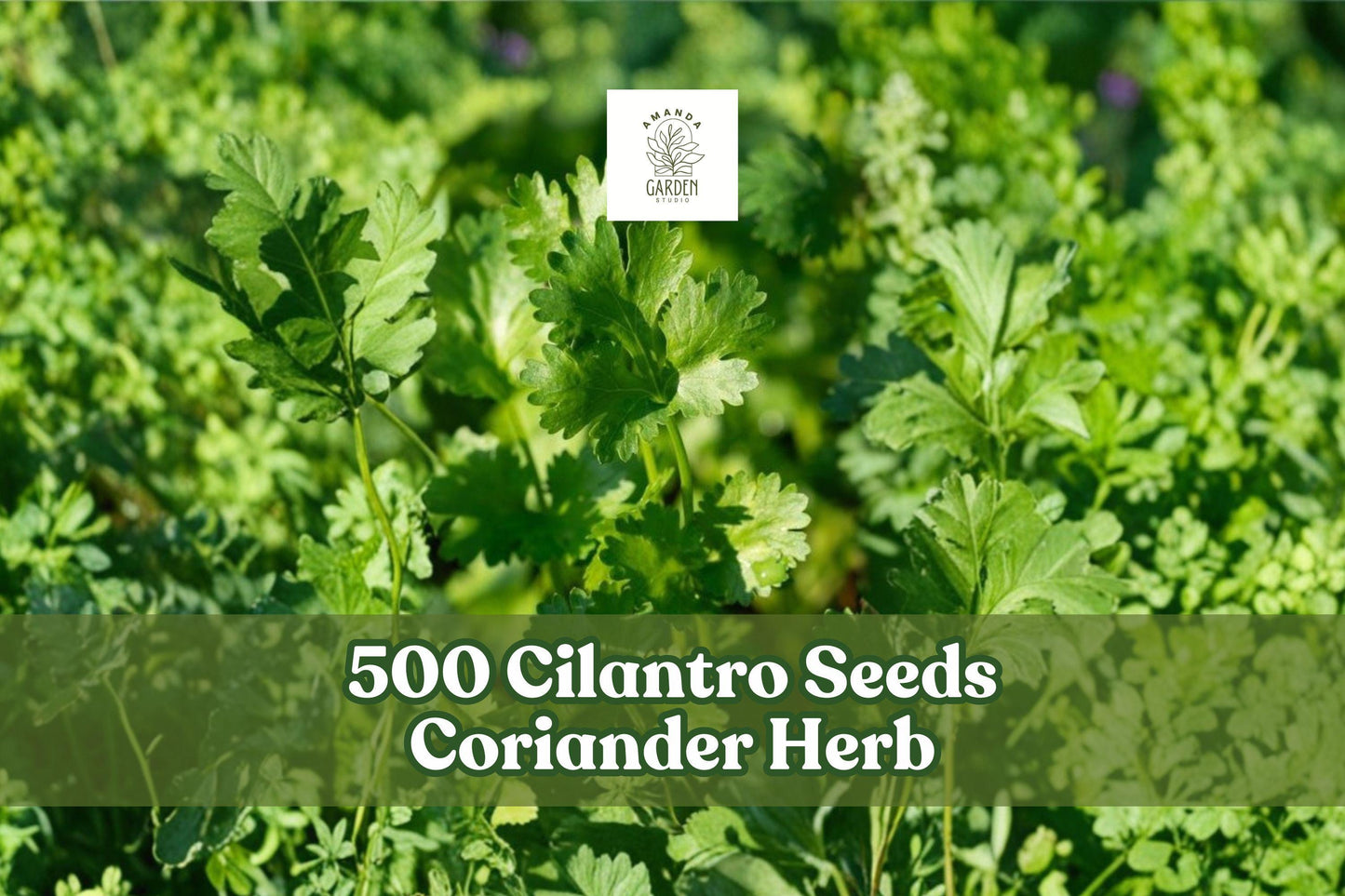 500 Cilantro Seeds Coriander Herb for Indoor Outdoor Kitchen Garden | Coriandrum sativum