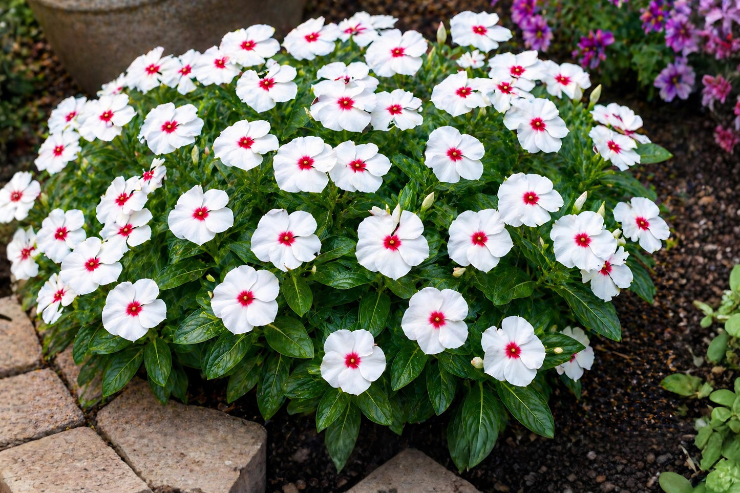 Polka Dot Vinca Seeds 10 Pelleted Pacifica XP Series Catharanthus roseus Annual Flower
