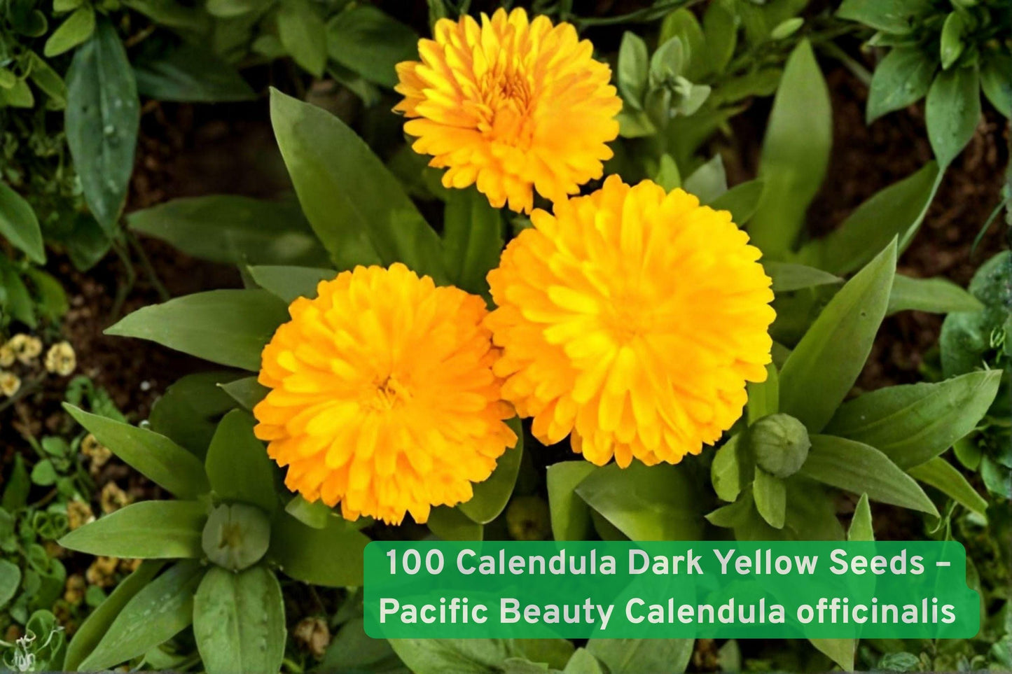 Calendula seeds,Yellow flower seeds,Annual garden flowers,Pollinator attracting plants,Container gardening seeds,Border flower seeds,Easy grow flower seeds,Bright yellow blooms,Spring to fall flowers,Bee friendly seeds,Perennial alternative seeds,Sunny garden plants,Flower bed seeds