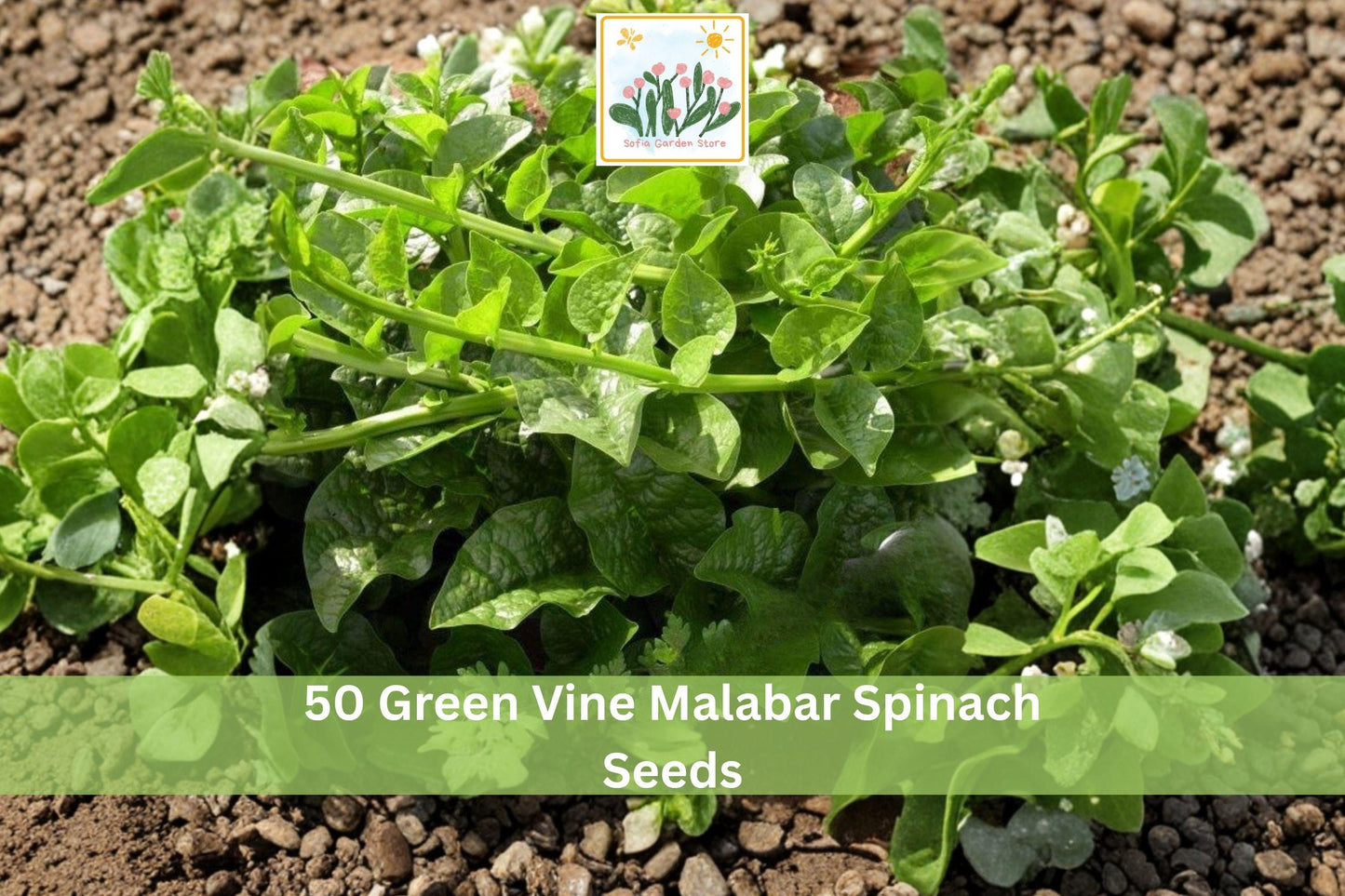 Green Vine Malabar Spinach Seeds | Climbing Leafy Vegetable for Trellis & Vertical Gardening | Basella alba