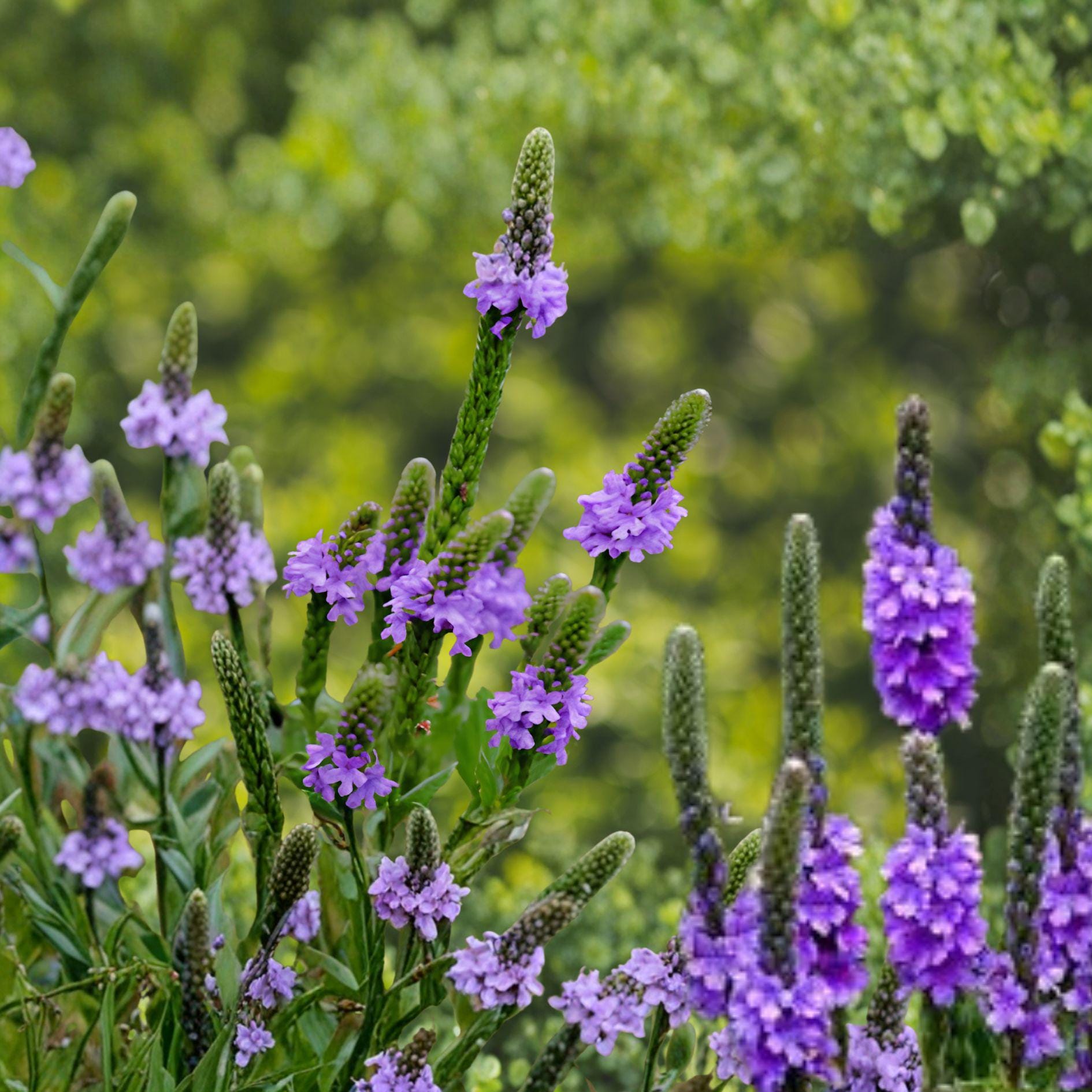 Hoary Vervain Seeds 100 Pack – Verbena stricta Perennial Wildflower with Purple Flower Spikes for Native Gardens