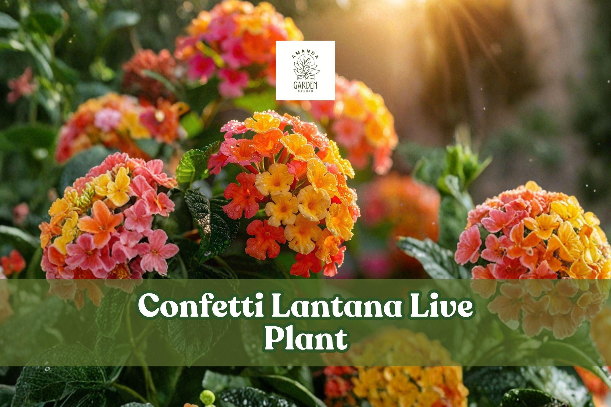 Confetti Lantana Live Plant | Colorful Flower Starter Plug for Garden Borders & Containers | Lantana camara