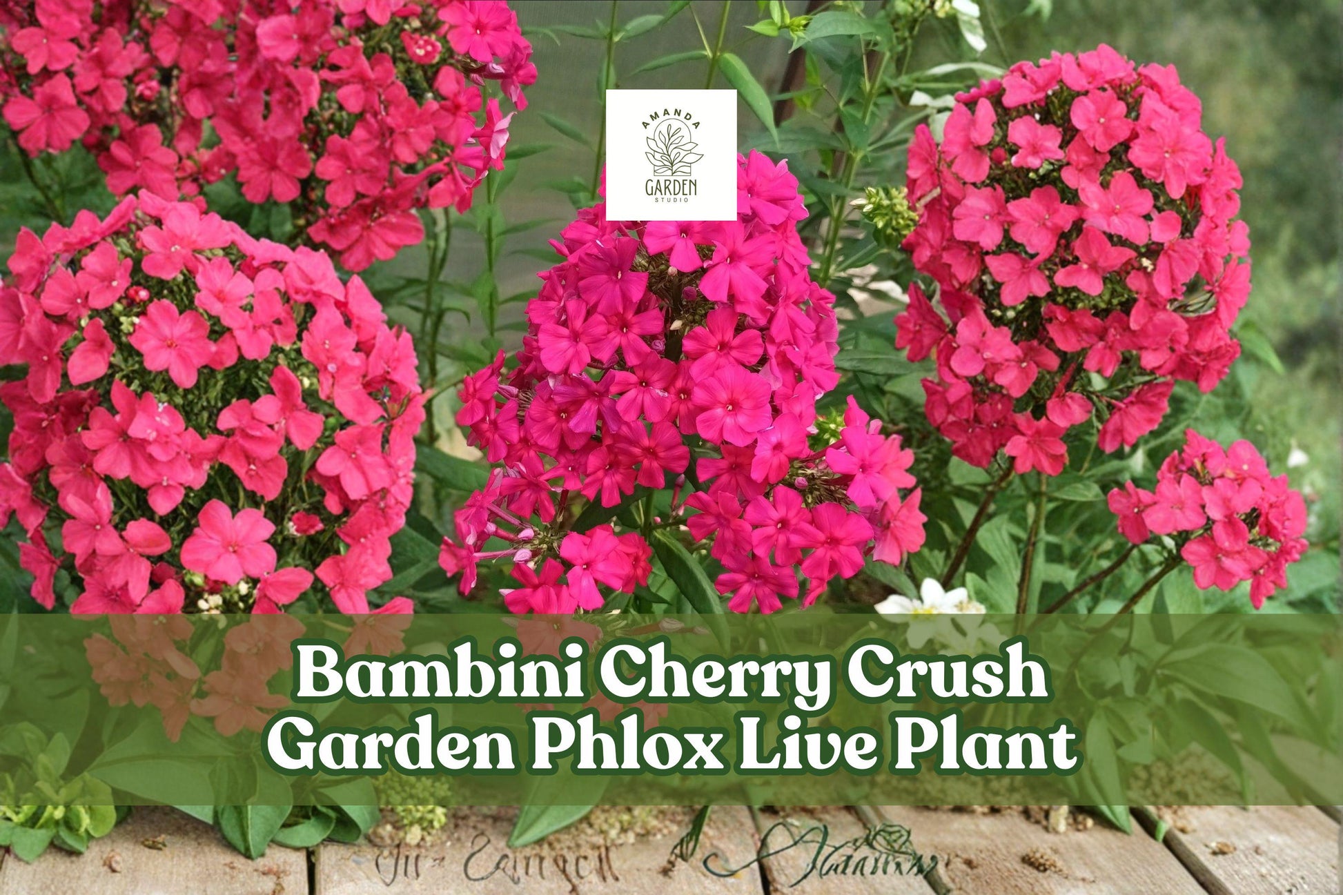 Garden Phlox Live Plant - Bambini Cherry Crush, Pink Red Perennial Flower Starter for Borders & Containers
