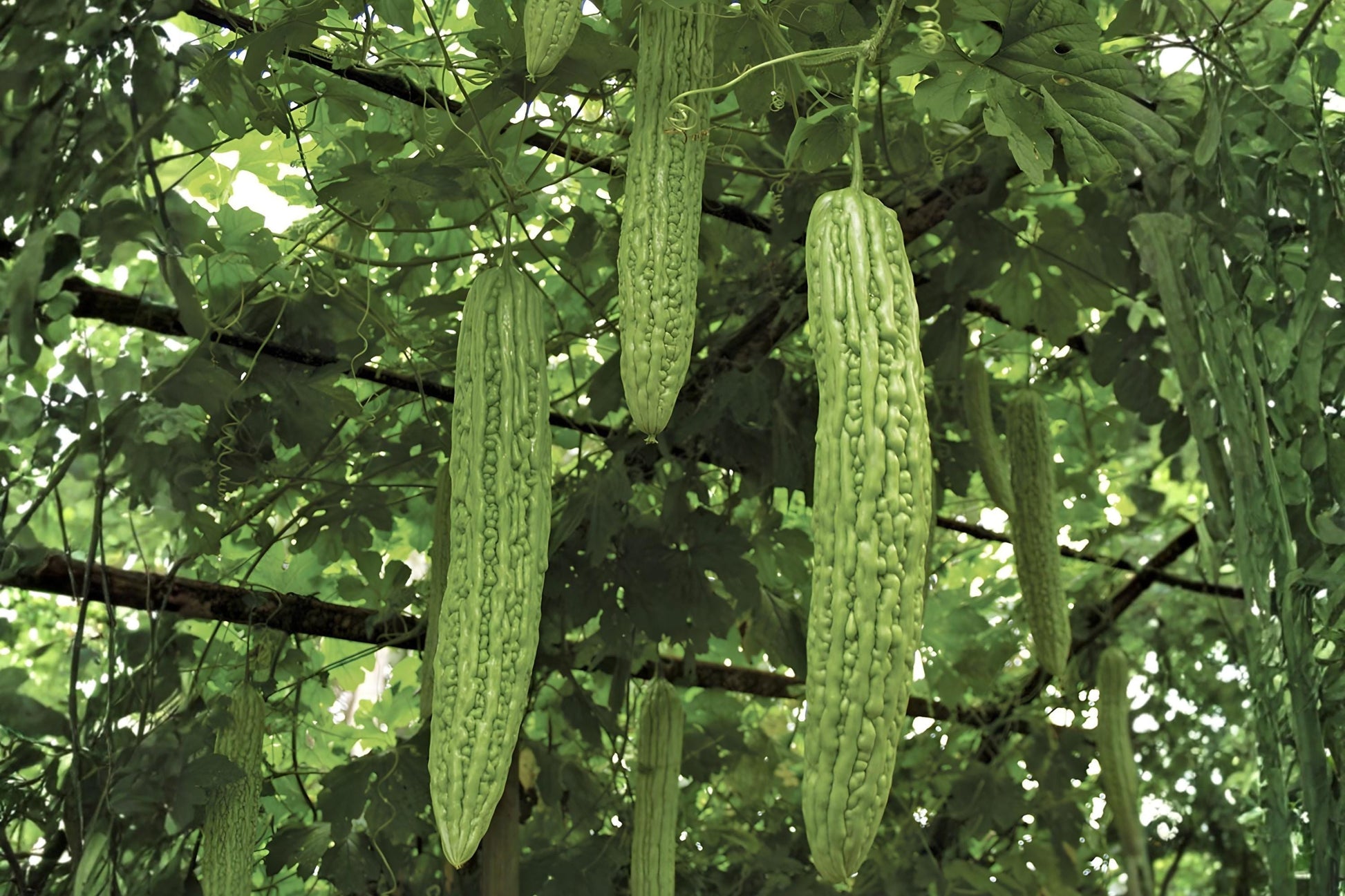 Bitter Gourd Seeds (5) | Bitter Melon, Momordica charantia | Tropical Vine for Asian Cuisine & Health
