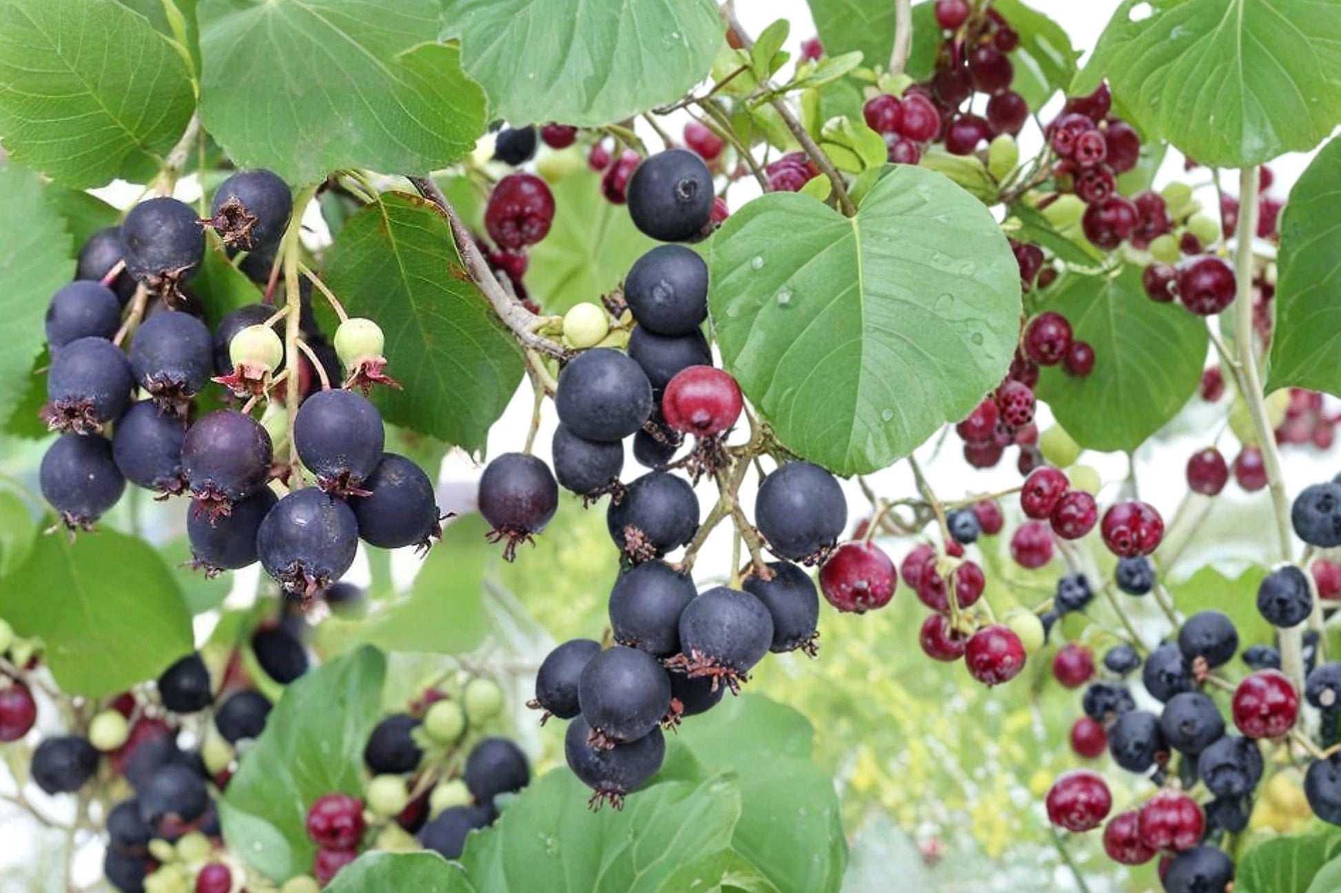 Saskatoon Serviceberry Seeds – Amelanchier alnifolia Fruiting Shrub with White Flowers and Purple-Blue Berries