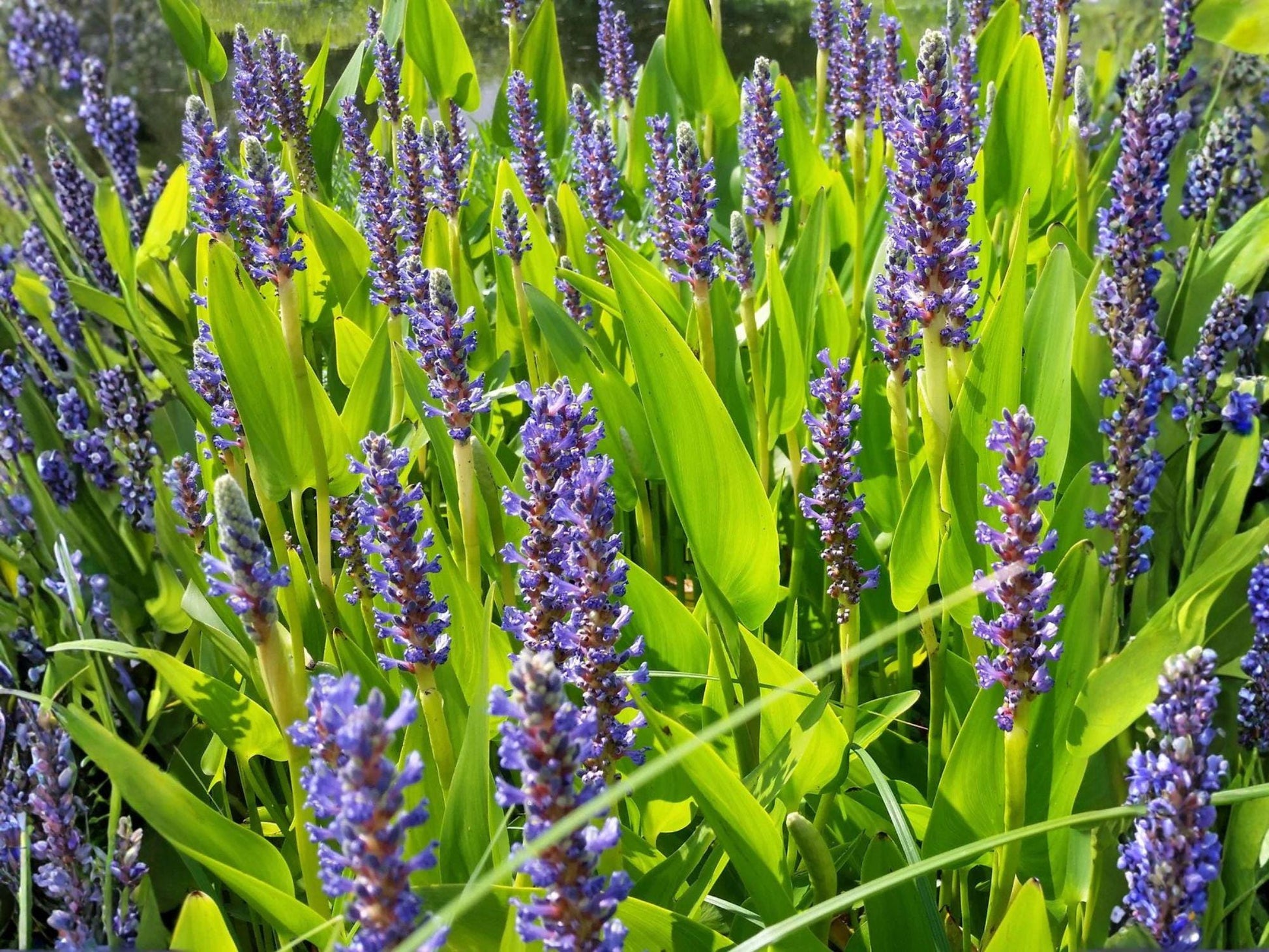 Pickerel Weed Seeds | Aquatic Marginal Plant for Ponds & Water Gardens | Pontederia cordata | Violet-Blue Flowers