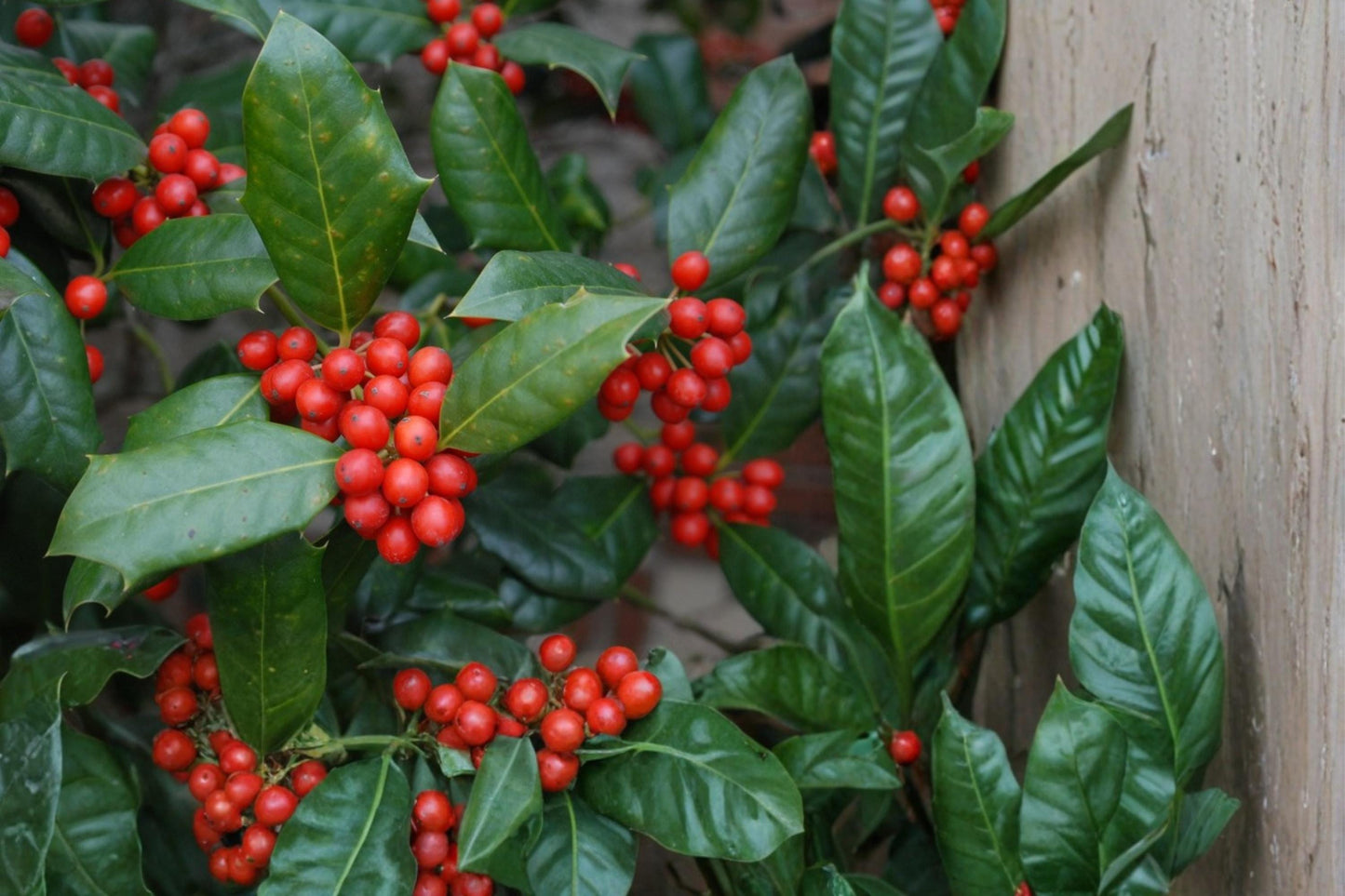Chinese Holly Seeds – Ilex cornuta Evergreen Shrub with Red Berries for Landscaping and Hedging