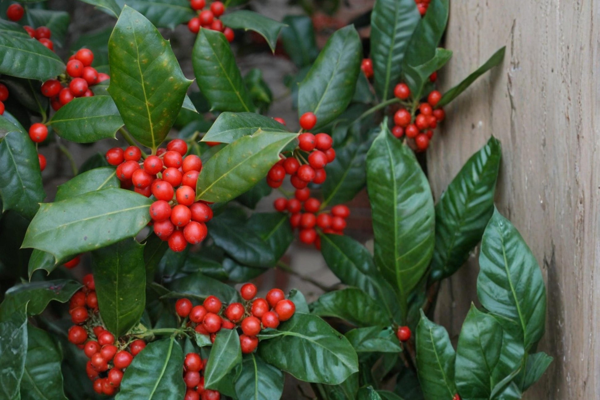 Chinese Holly Seeds – Ilex cornuta Evergreen Shrub with Red Berries for Landscaping and Hedging