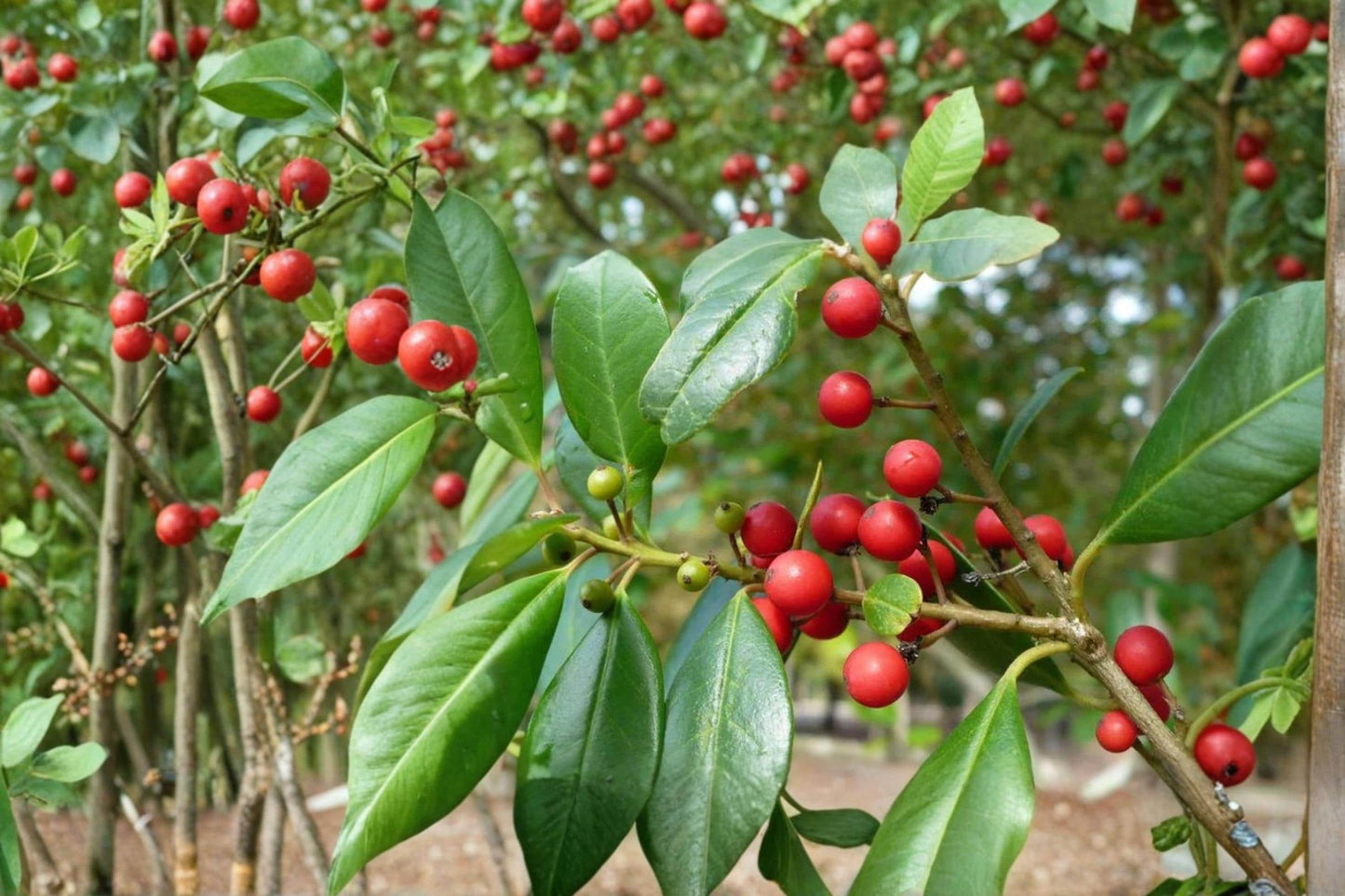 Deciduous Holly Seeds Ilex decidua Native Shrub with Red Berries, Bright White Flowers, Garden Plant, Wildlife Friendly