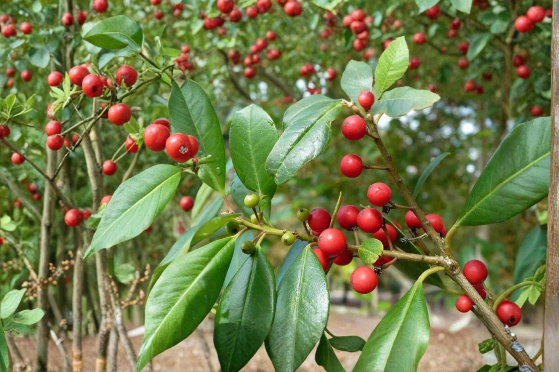 Deciduous Holly Seeds Ilex decidua Native Shrub with Red Berries, Bright White Flowers, Garden Plant, Wildlife Friendly