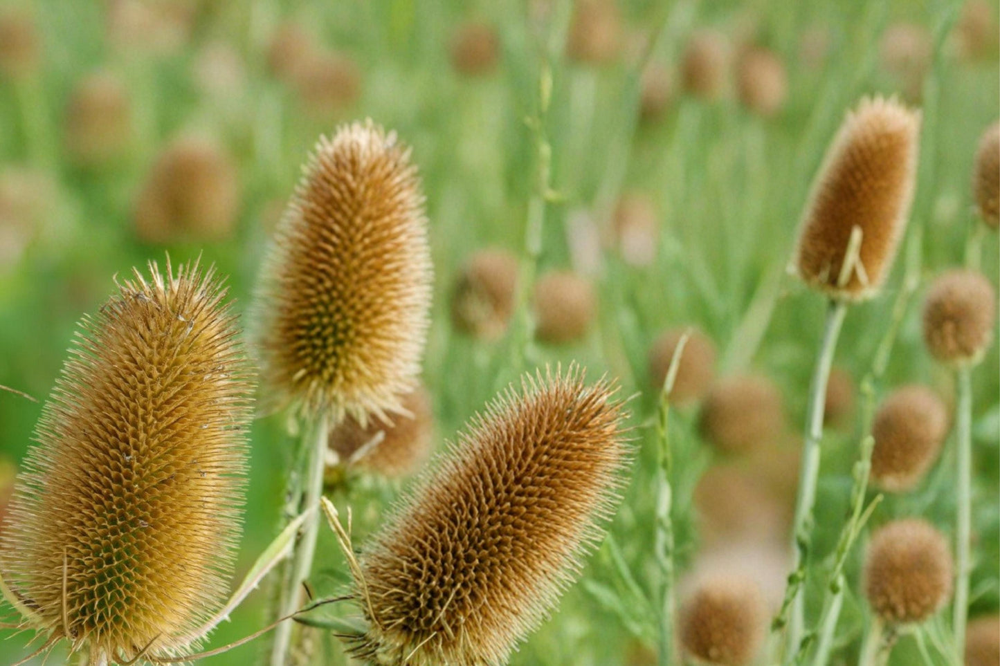 Cultivated Teasel Seeds – Dipsacus sativus – Ornamental Biennial Plant with Purple Spiny Flower Heads for Pollinators