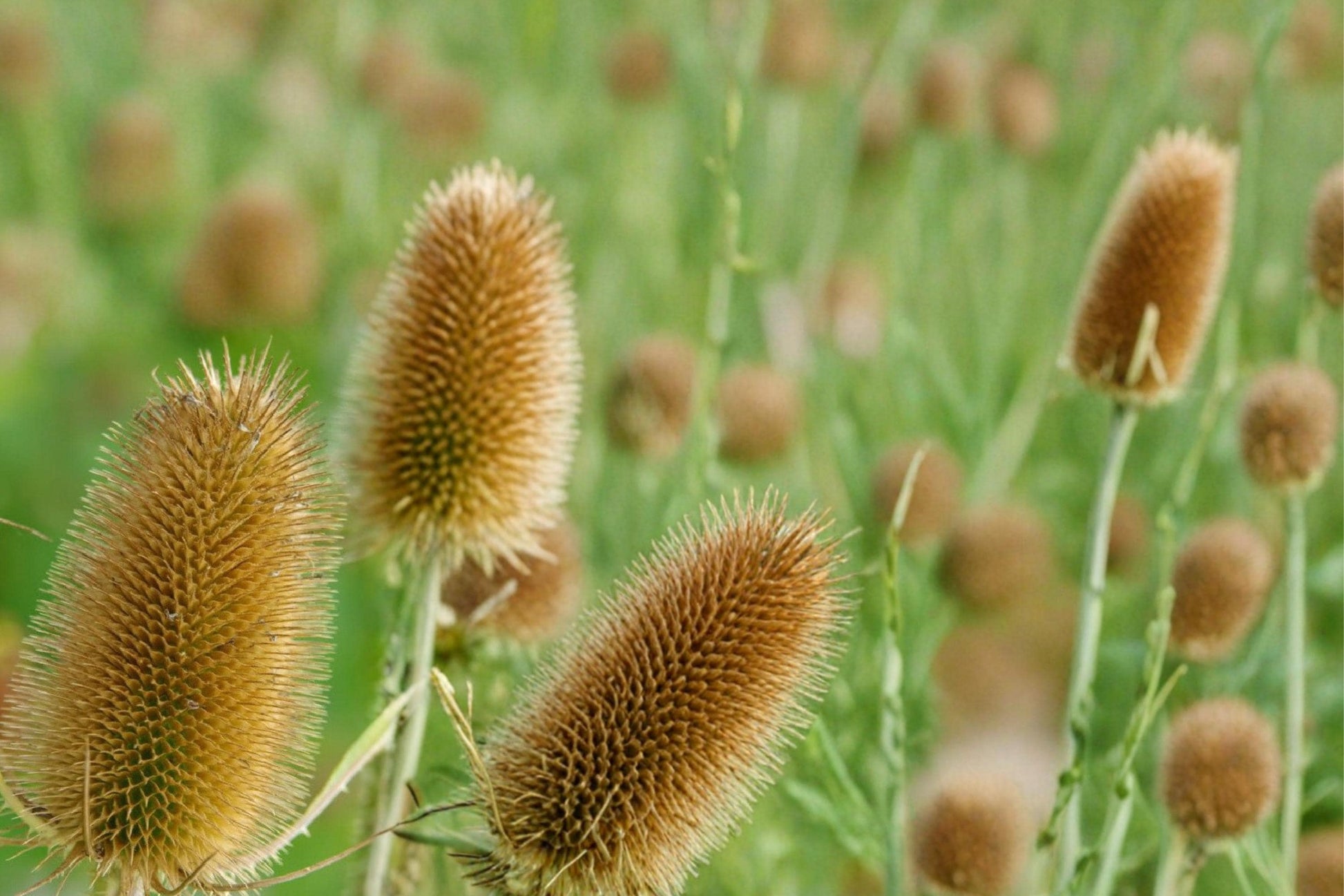 Cultivated Teasel Seeds – Dipsacus sativus – Purple Spiny Flower Heads, Ornamental Biennial Plant for Pollinator Gardens