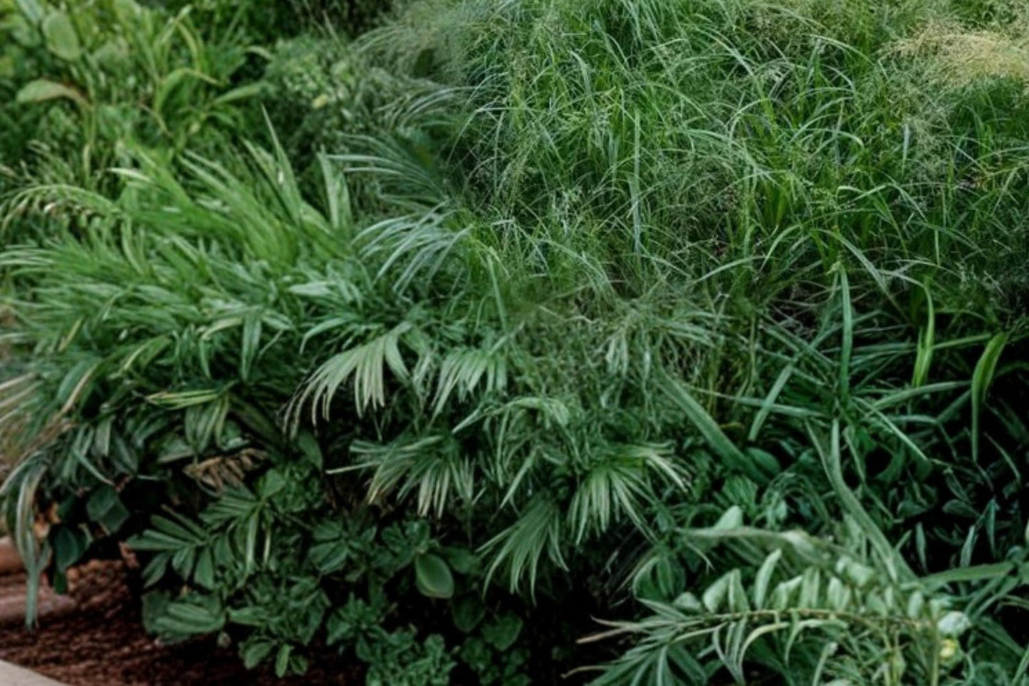 Rough Bluegrass Seeds – Poa trivialis, Cool-Season Perennial Grass for Shade & Lawn Ground Cover, Fine Turf Seed