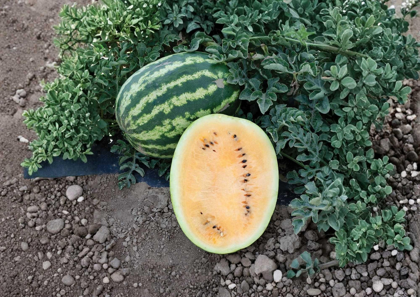 Orangeglo Watermelon Seeds – Heirloom Non-GMO Fruit Seeds for Large, Juicy Orange Flesh Melons, Garden Planting