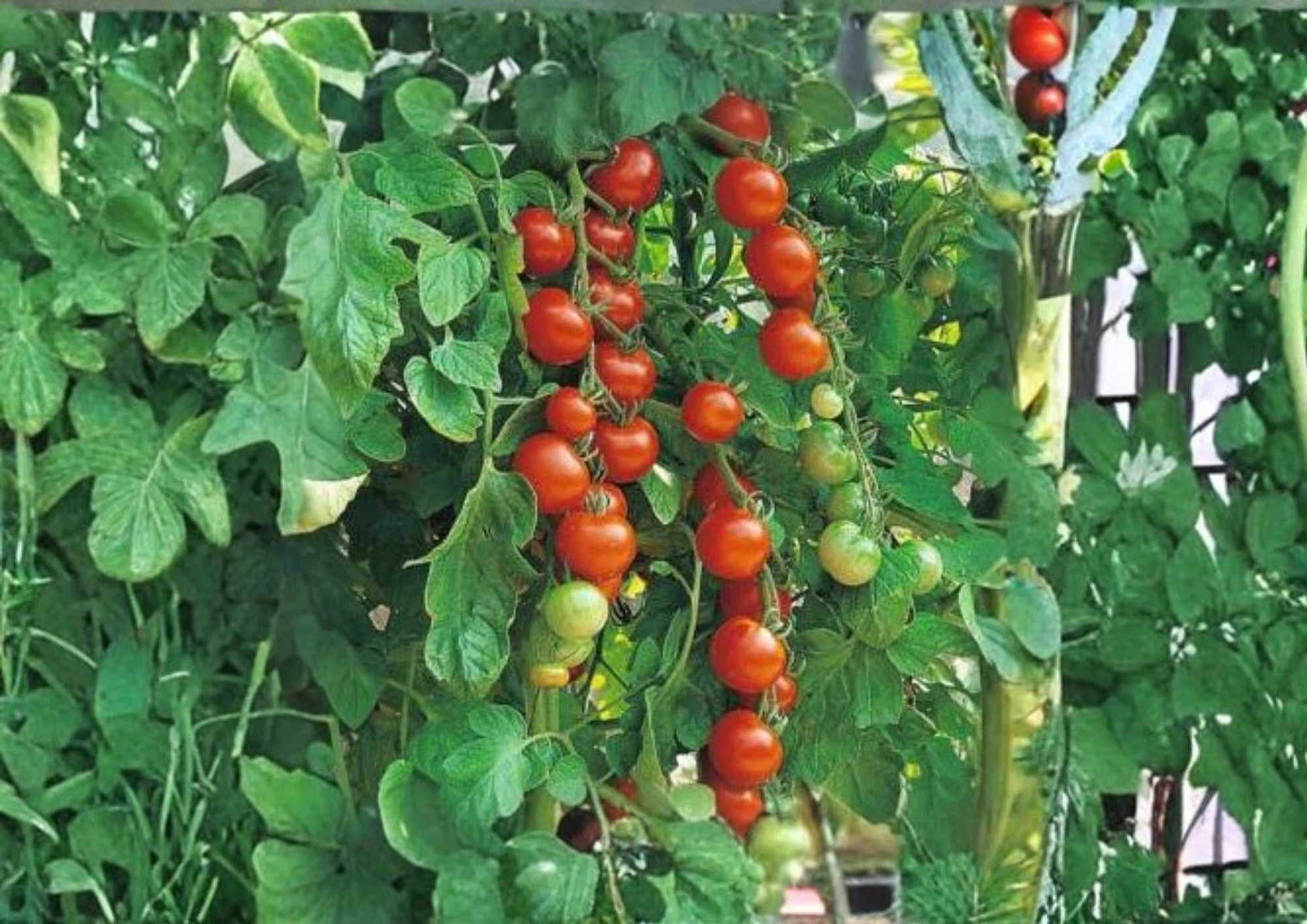 Waterfall Tomato Seeds, Heirloom Cherry, Trailing, High Yield, Cascading Vine, Solanum lycopersicum