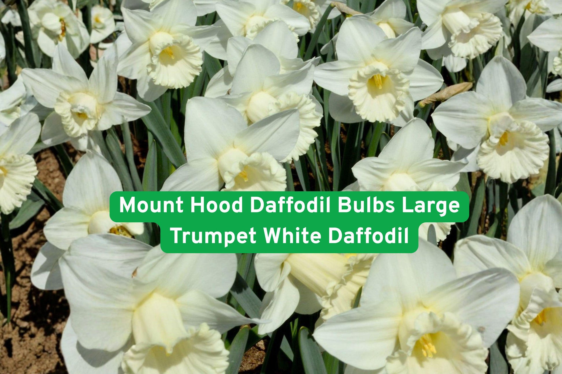 daffodil bulbs,white trumpet flowers,spring flowering bulbs,perennial garden plants,naturalizing bulbs,flower bed decor,early spring blooms,white garden flowers,bulb for borders,landscape planting,low maintenance bulbs,outdoor flower bulbs,classic spring flowers