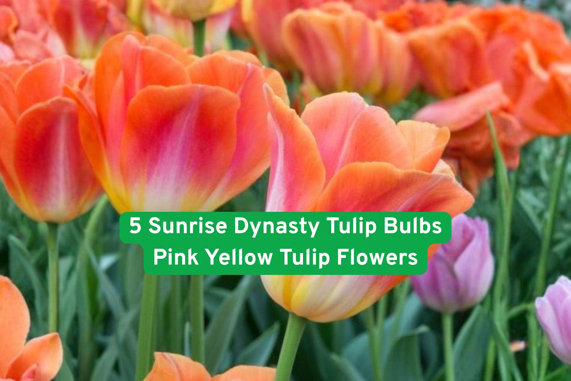 sunrise tulip bulbs,pink yellow tulips,flowering bulb plants,spring garden flowers,container tulips,cut flower tulips,pink yellow blooms,garden border flowers,easy grow tulips,perennial spring bulbs,bright garden flowers,flower bed tulips,flowering bulb varieties
