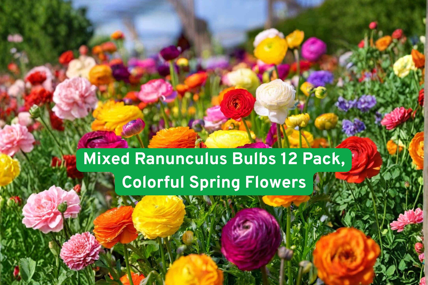 ranunculus bulbs, colorful spring flowers, garden bulbs, cut flower bulbs, vibrant garden plants, cottage garden flowers, flower bulb pack, easy grow bulbs, mixed flower bulbs, spring garden display, romantic garden plants, container garden bulbs, flowering bulb collection