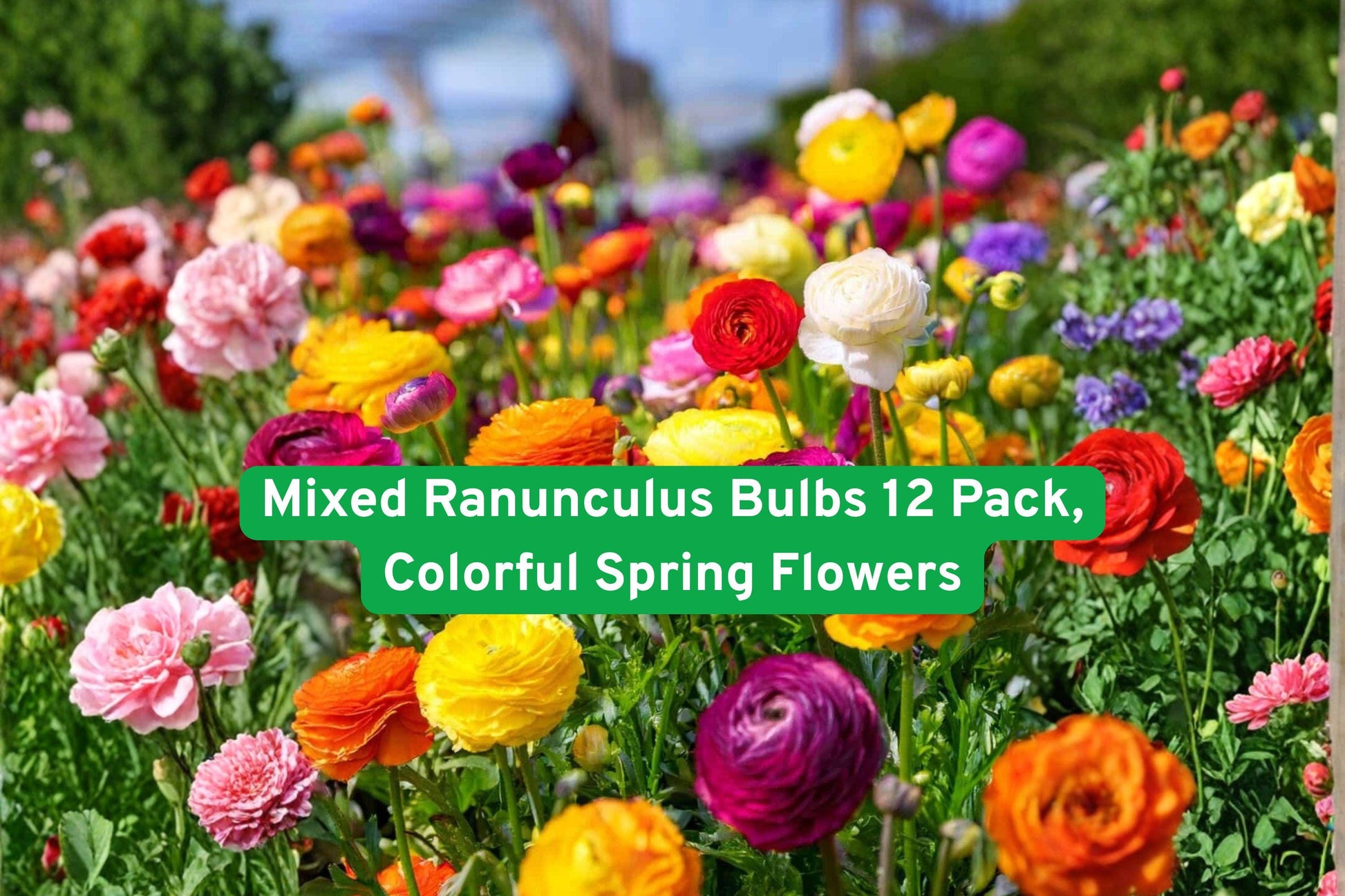 ranunculus bulbs, colorful spring flowers, garden bulbs, cut flower bulbs, vibrant garden plants, cottage garden flowers, flower bulb pack, easy grow bulbs, mixed flower bulbs, spring garden display, romantic garden plants, container garden bulbs, flowering bulb collection