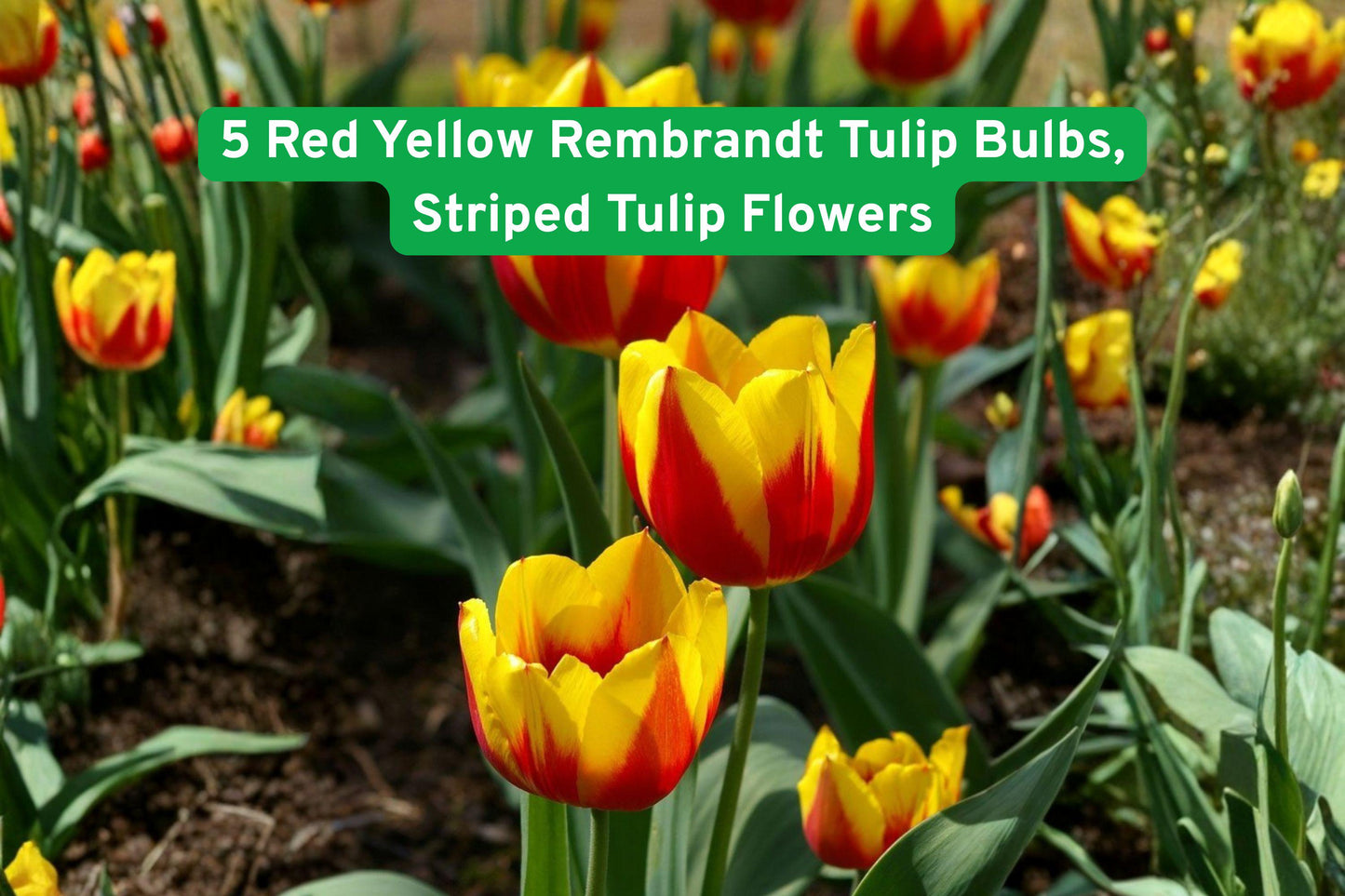 red tulip bulbs,striped tulip flowers,Rembrandt tulips,flowering bulb plants,spring garden flowers,bright garden bulbs,container tulips,cut flower tulips,bold garden flowers,flower bulbs for beds,artistic tulip varieties,low maintenance tulips,flowering bulbs for borders