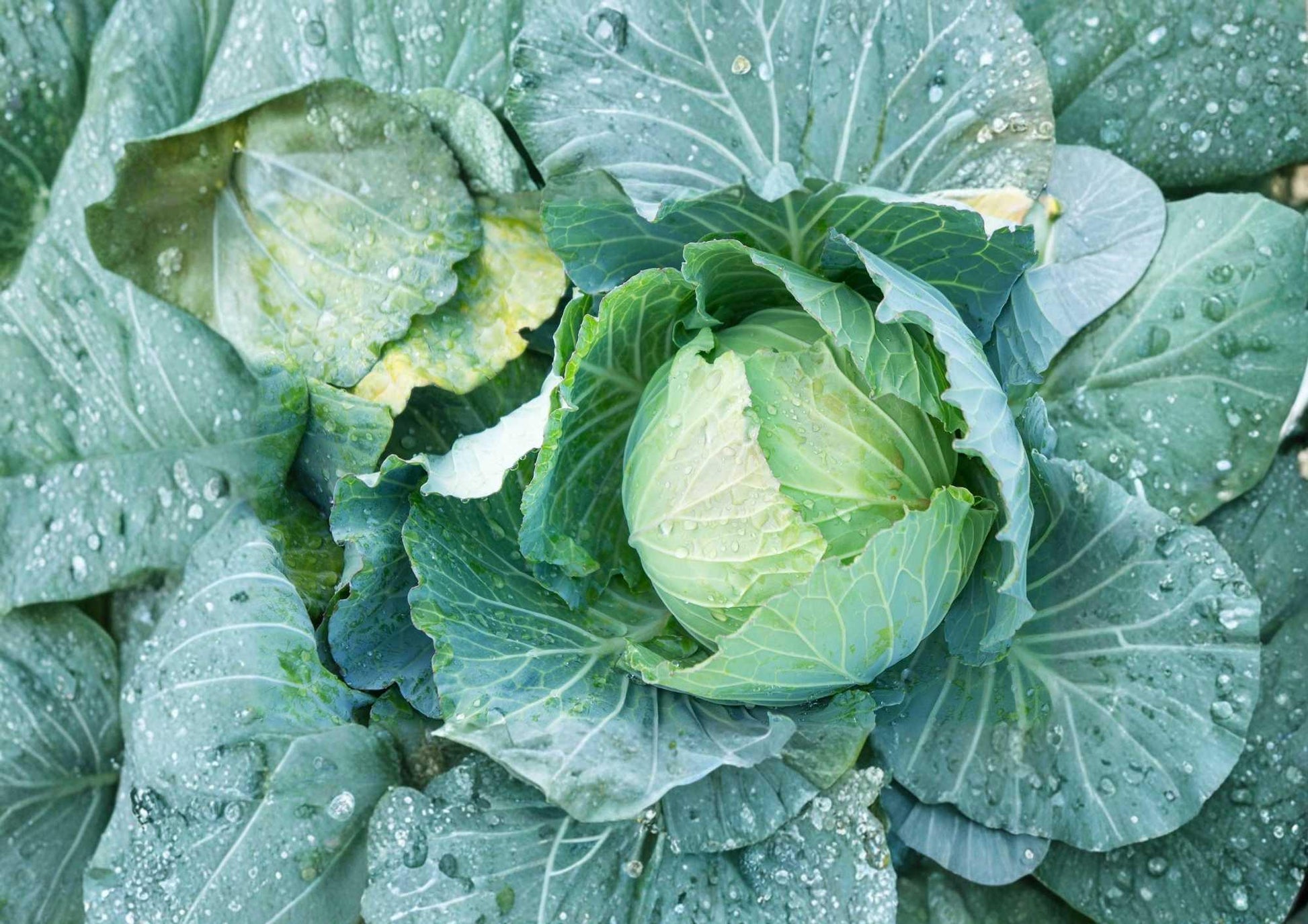 Danish Ballhead Cabbage Seeds – Heirloom Non-GMO Vegetable Seeds for Storage, Cold Hardy, Large Dense Heads