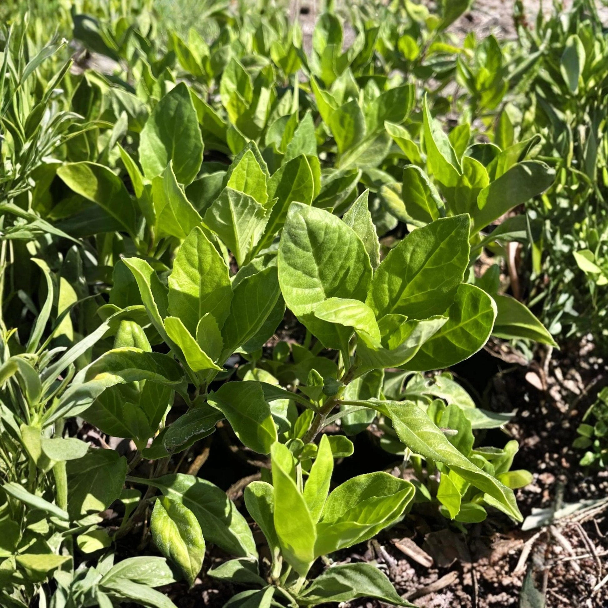 Longevity Spinach Starter Plant 4-8 Inches Gynura procumbens Edible Green Leafy Herb