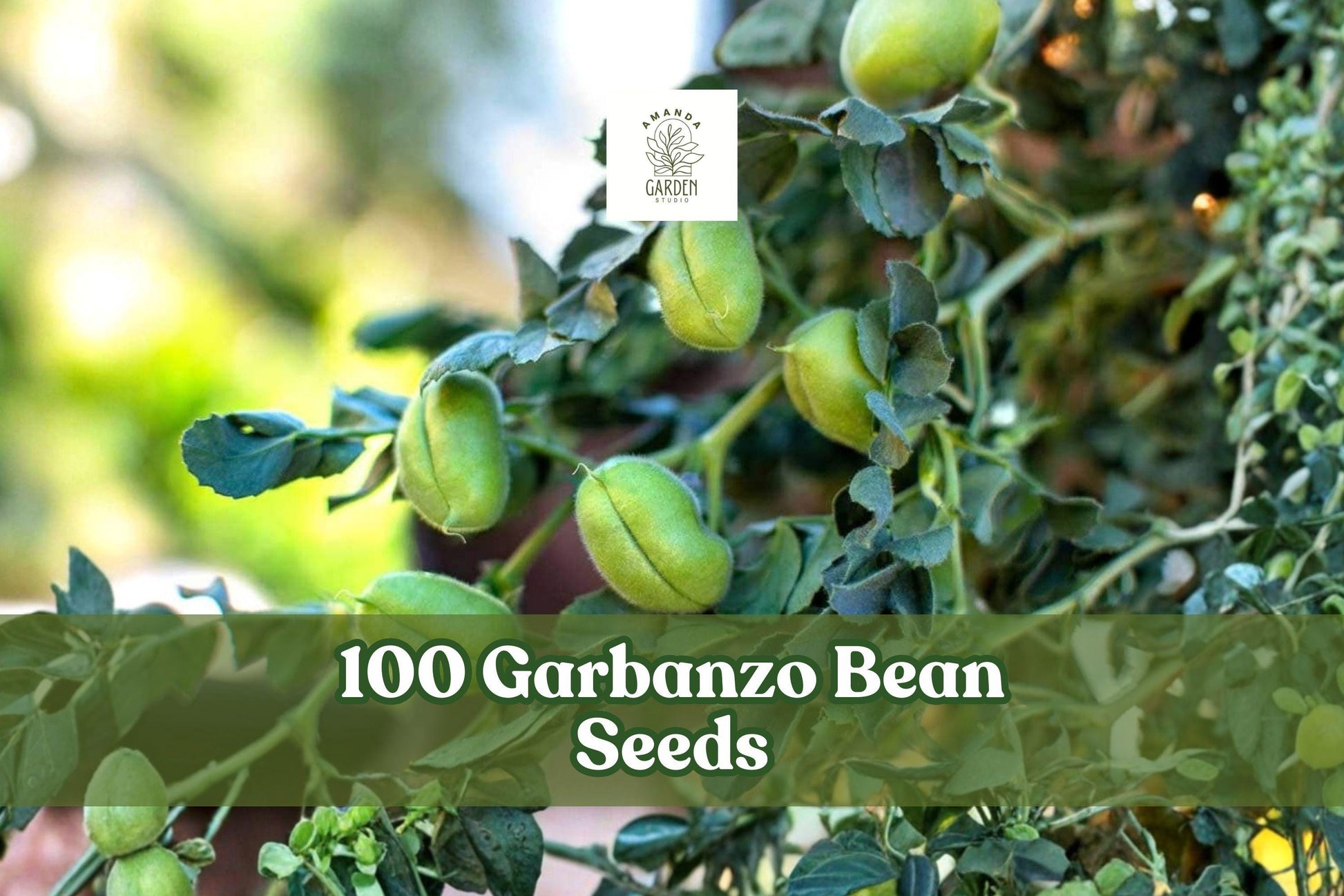 100 Garbanzo Bean Seeds Chickpea Cicer arietinum Edible Garden Planting for Outdoor Vegetable Gardens