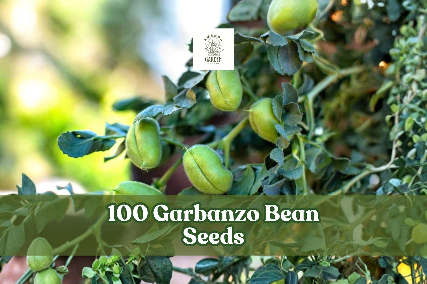 Garbanzo Bean Seeds 100 Pack | Edible Chickpea Cicer arietinum for Outdoor Garden Planting