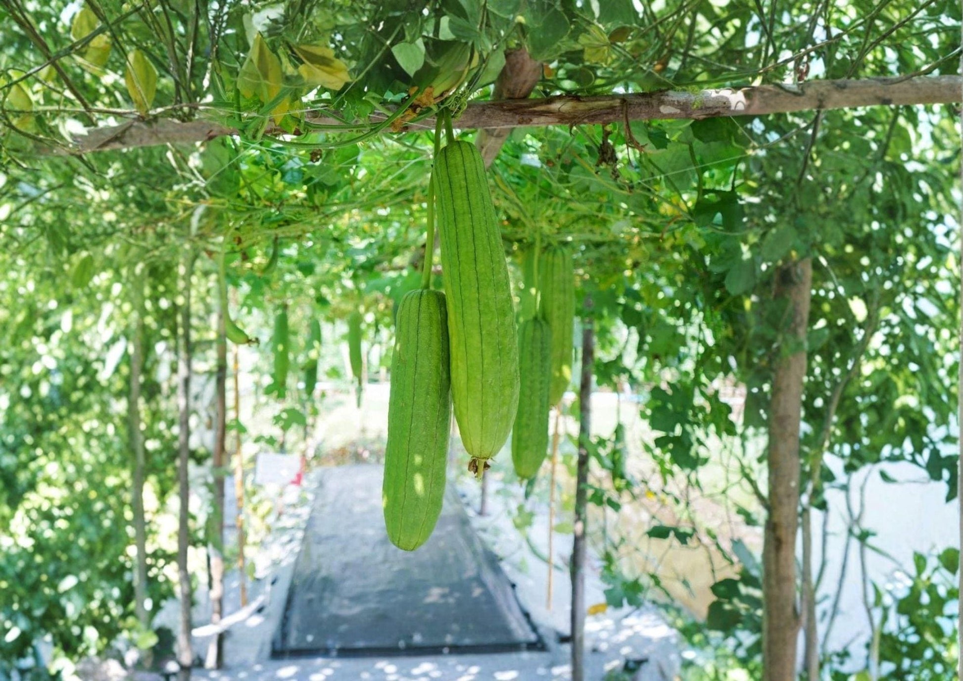 Luffa Gourd Seeds, 12 Pack, Loofah Sponge & Dishcloth Vine, Heirloom Natural Sponge Plant, Climbing Vegetable Seeds