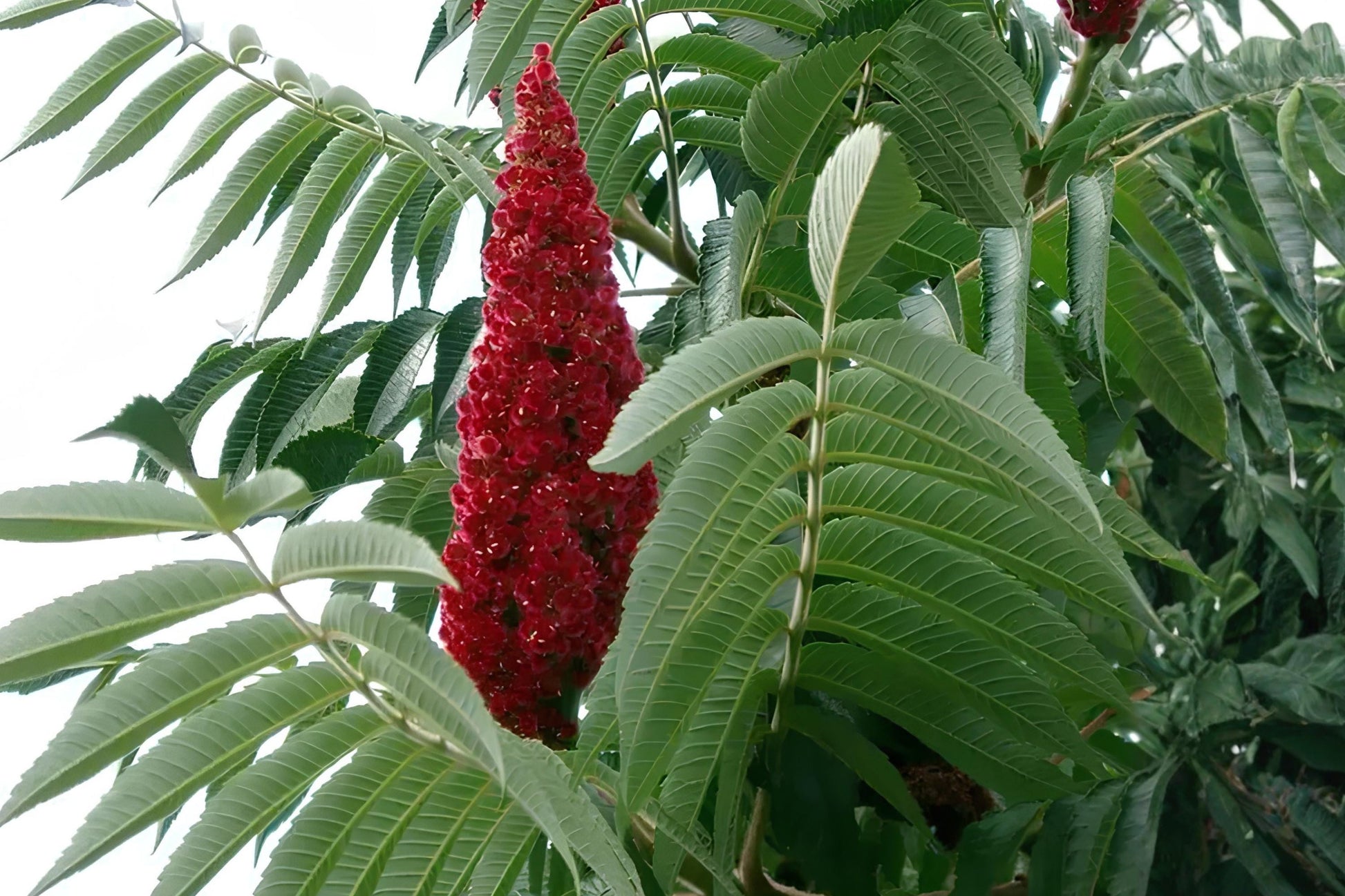 Smooth Sumac Seeds – Rhus glabra Native Shrub for Drought Tolerance, Fall Color & Wildlife Attraction