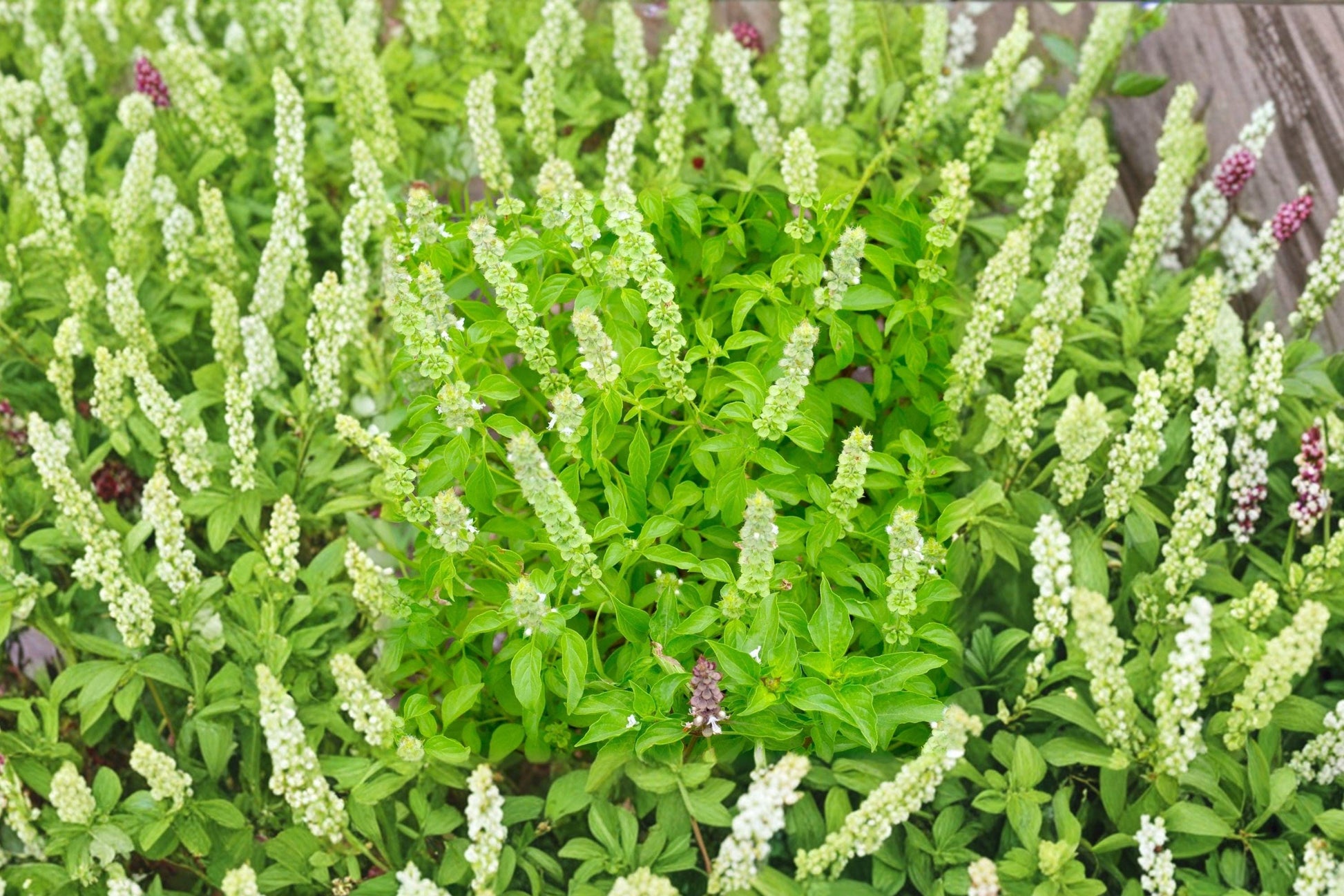 Organic Lemon Basil Seeds – Heirloom Culinary Herb Garden Pack of 1500+ Seeds for Fresh Cooking & Teas