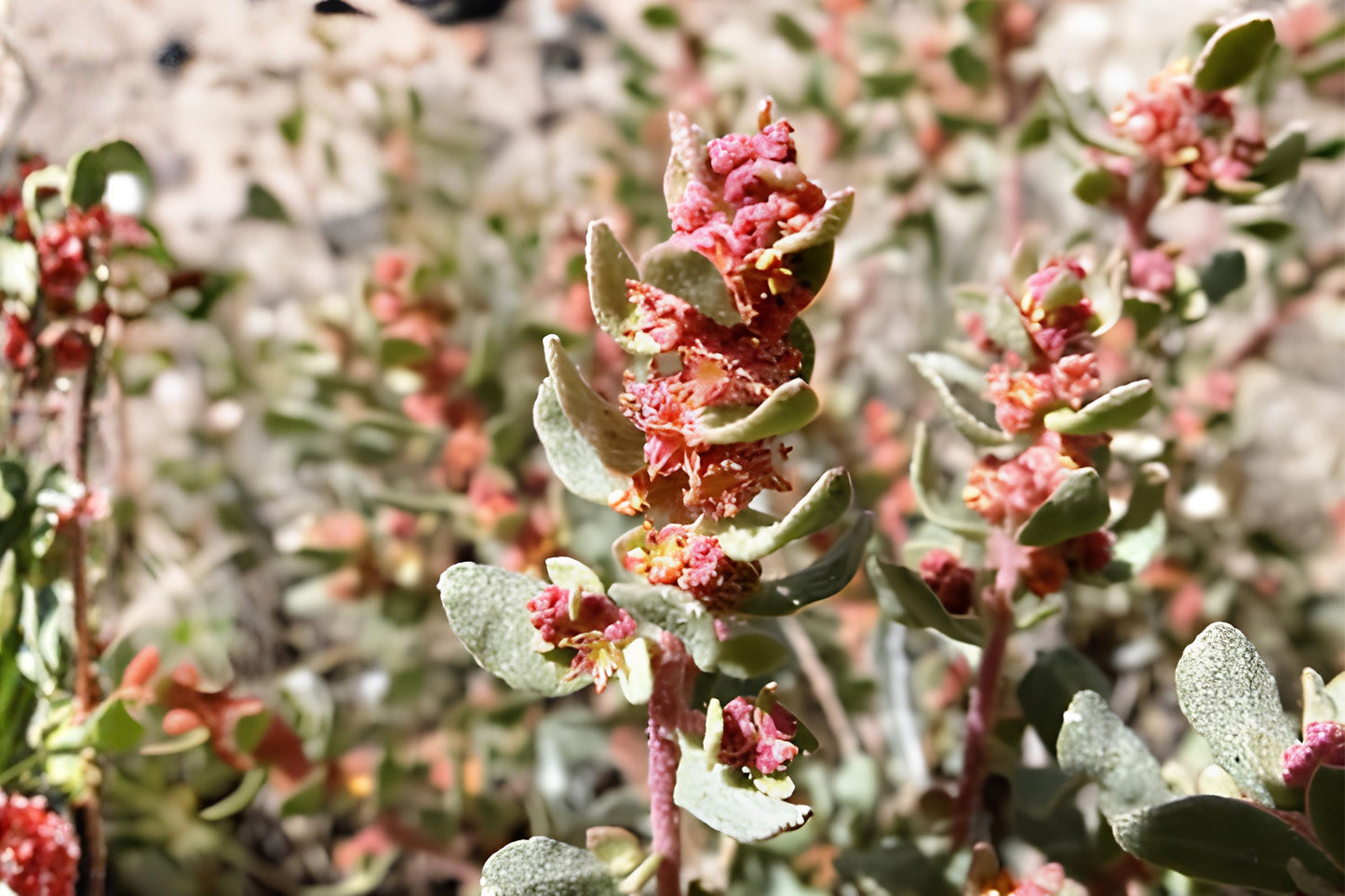 Shadscale Saltbush Seeds (Atriplex confertifolia) - Drought-Tolerant Desert Shrub for Xeriscaping & Land Restoration