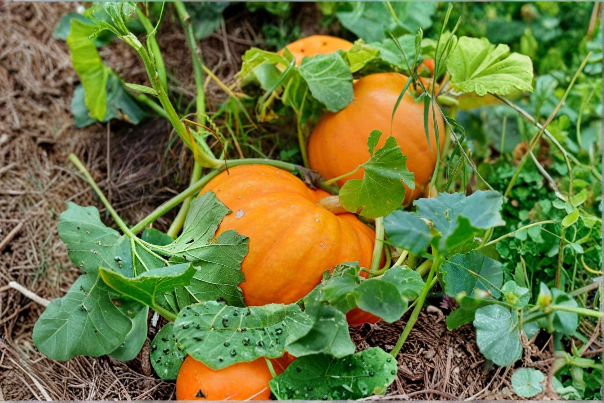Dill’s Atlantic Giant Pumpkin Seeds Heirloom Non-GMO Competition Variety (5 Seeds)
