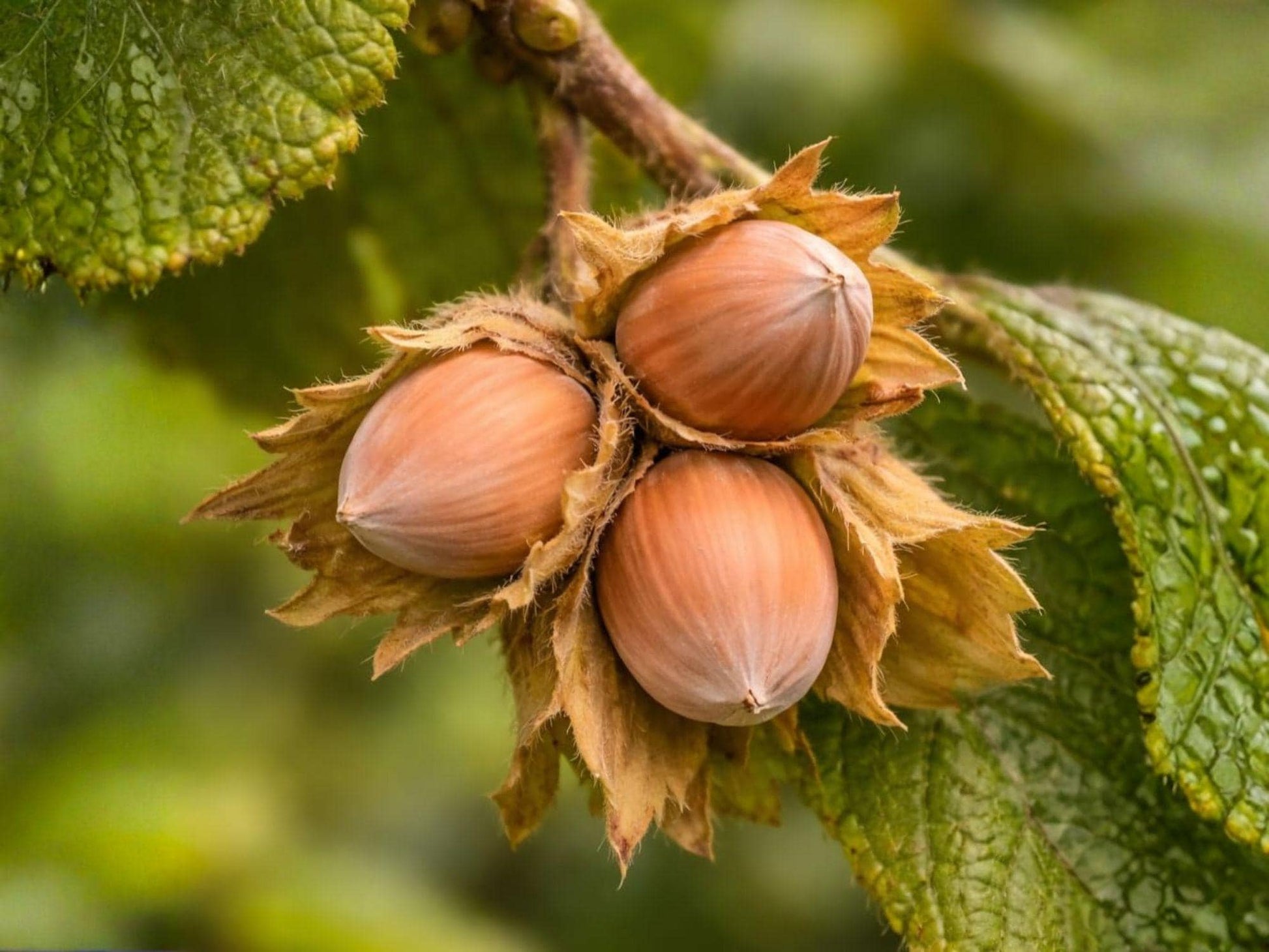 American Hazelnut Bare Root Plant – Edible Nut Shrub, Corylus americana, 12-24 Inches, Wildlife Garden, Hedgerow, Native Perennial