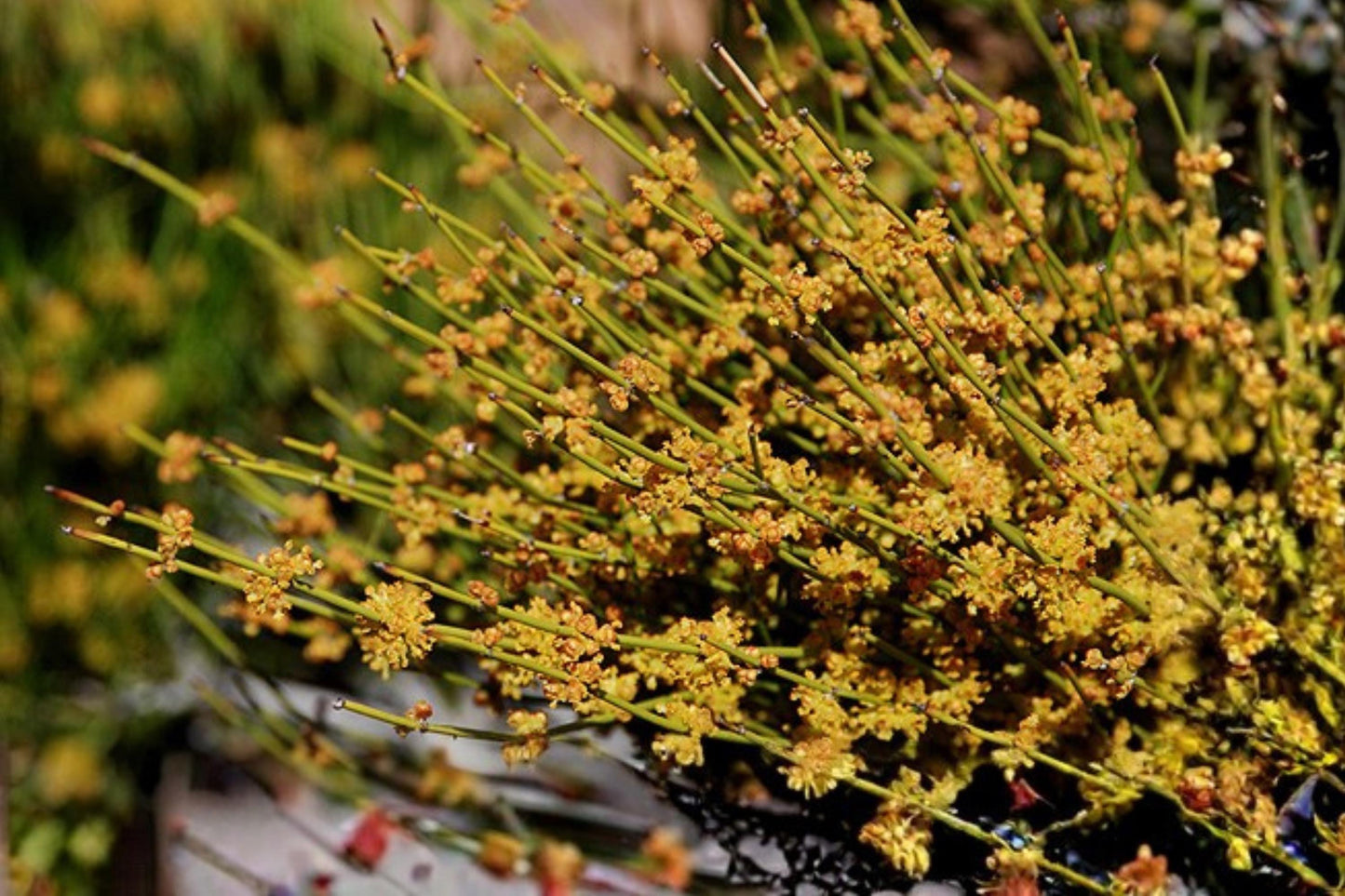 Mormon Tea Seeds, Ephedra viridis, Desert Shrub, Drought Tolerant, Native Plant, Xeriscape, Arid Garden, 10 Seeds