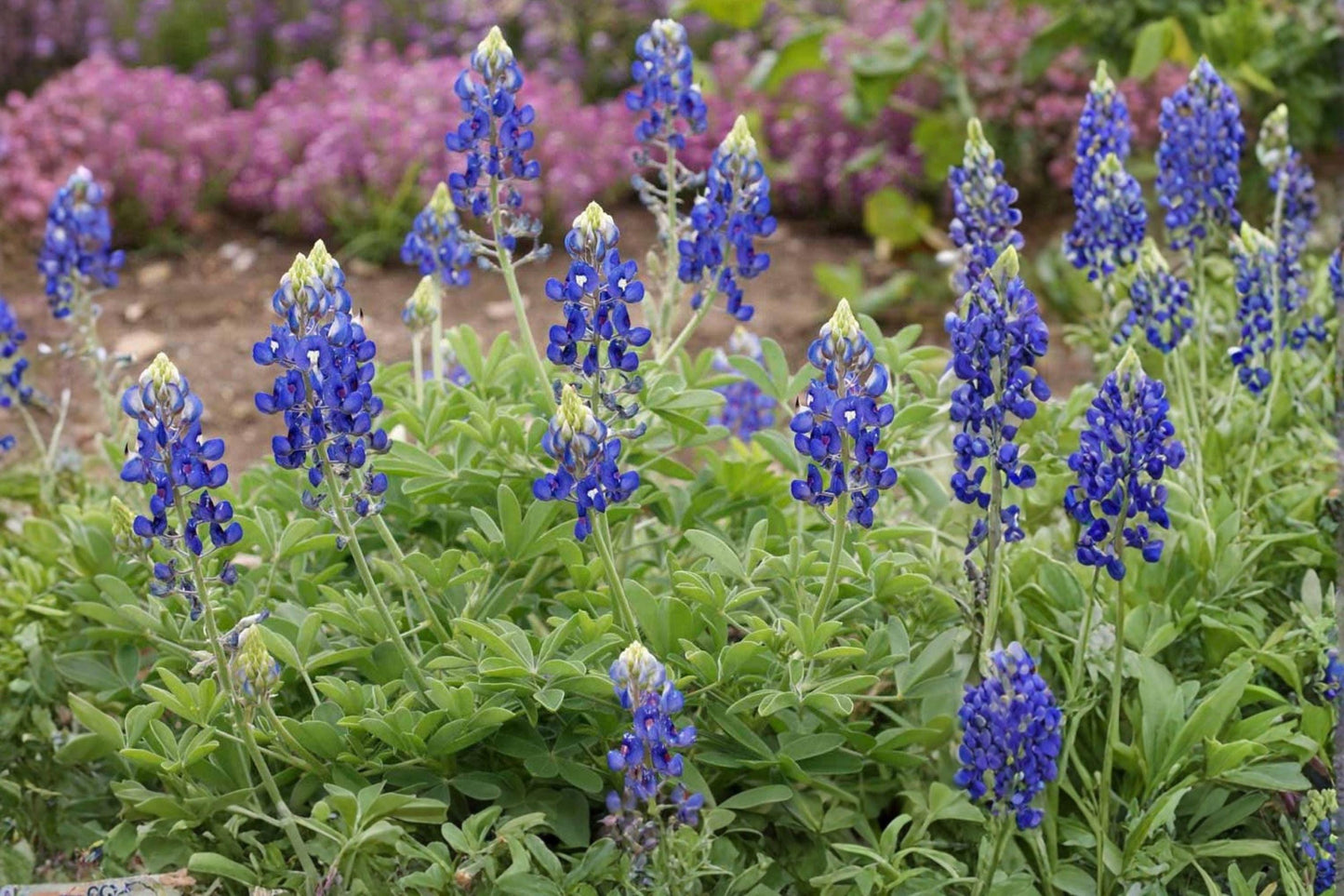 Texas Bluebonnet Seeds - Heirloom Non-GMO Wildflower for Gardens, Pollinators, Vibrant Blue Blooms, Annual, Clustered Flowers