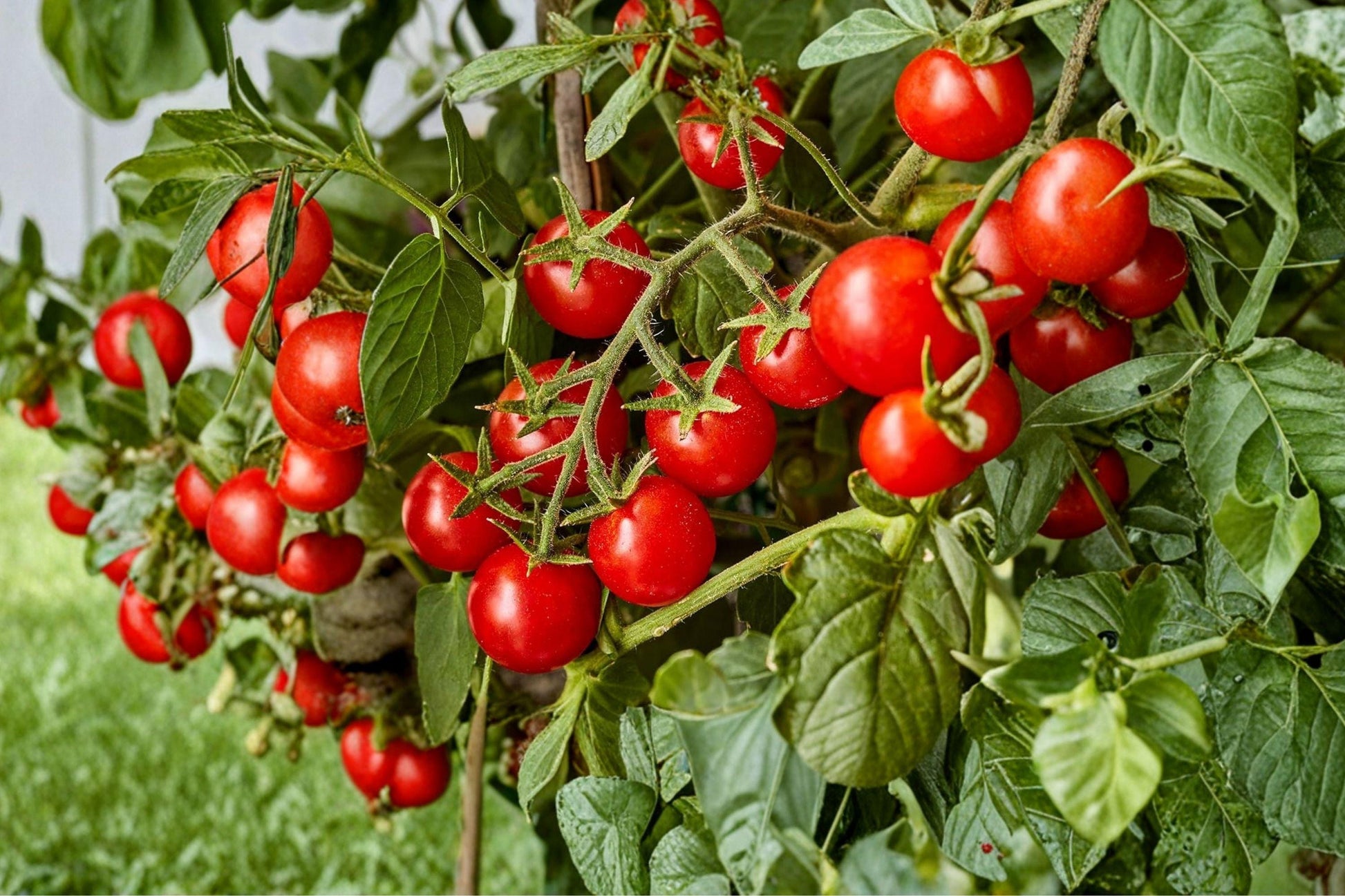 Super Sweet Large Cherry Tomato Seeds, Heirloom Organic Non-GMO, Indeterminate, Bright Red, Juicy Fruit, High Yield