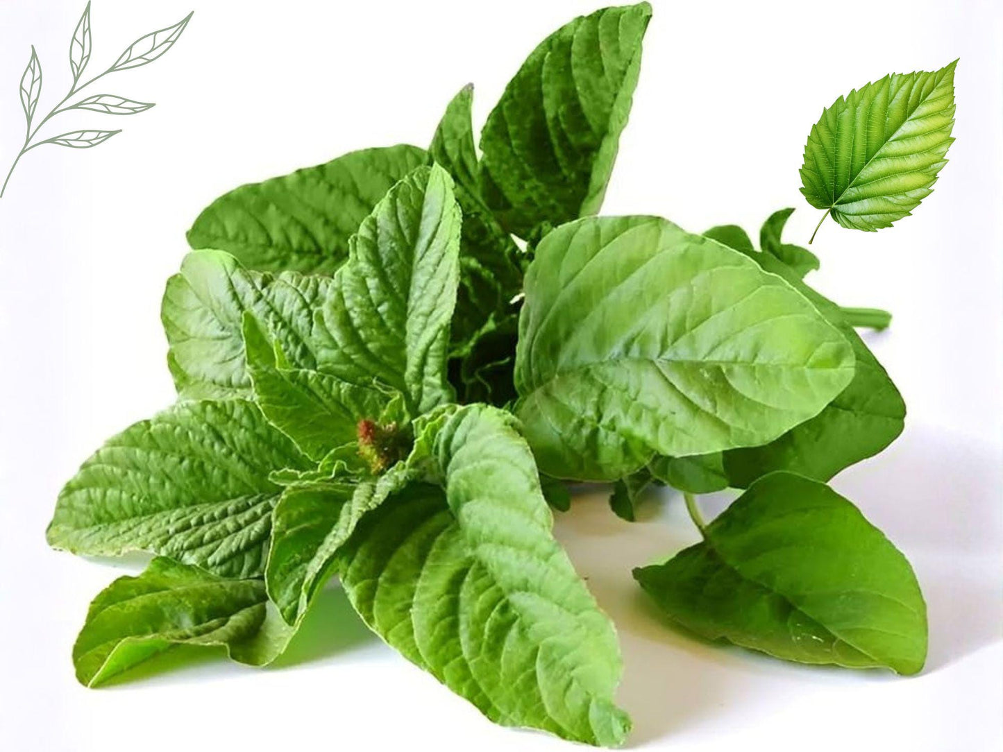 Amaranthus mangostanus Seeds – White Leaf Amaranth Heirloom Non-GMO Edible Greens Garden Vegetable Pack