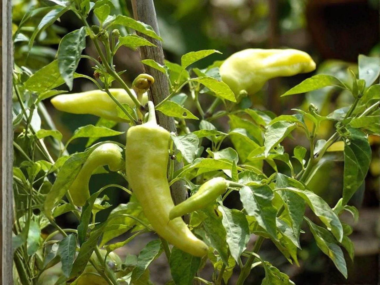 Cubanelle Italian Sweet Pepper Seeds – Heirloom Non-GMO Capsicum annuum for Frying, Stuffing & Fresh Use (25 Seeds)