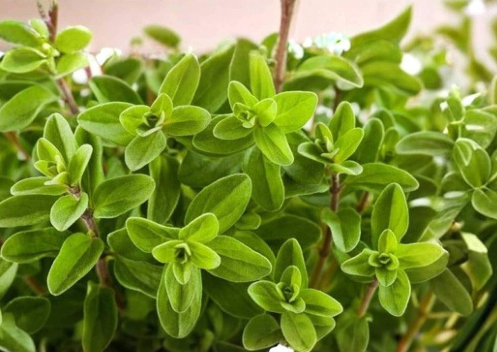 Lemon Basil Seeds – Organic Heirloom Non-GMO Herb Seeds for Culinary, Tea & Garden Planting – Ocimum basilicum
