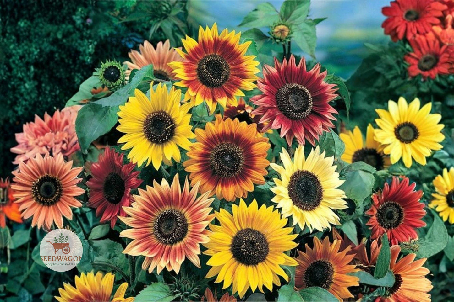 autumn sunflower seeds, Helianthus annuus seeds, multi color sunflower, tall sunflower plant, fall garden flowers, cut flower sunflower, seasonal garden seeds, tall flowering annual, vibrant sunflower seeds, garden border flowers, easy grow sunflower, autumn bloom seeds, tall sunflower for beds