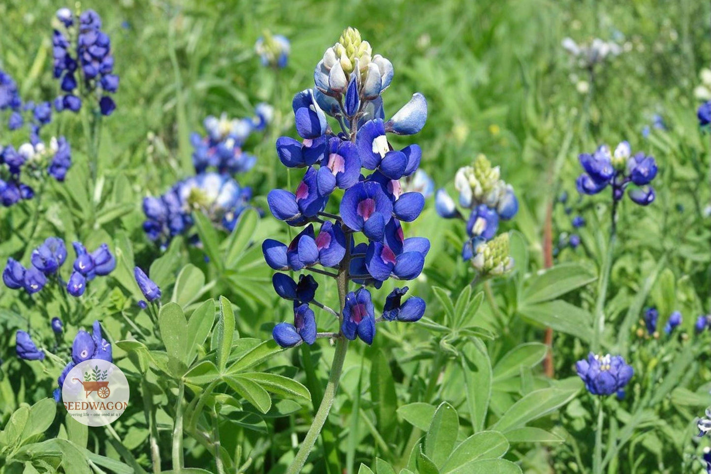 bluebonnet seeds,Texas wildflower seeds,Lupinus texensis seeds,blue flower seeds,annual flower seeds,pollinator garden seeds,wildflower meadow seeds,blue and white flower seeds,native Texas seeds,flowering plant seeds,easy grow wildflower,blue wildflower seeds,soil enriching seeds