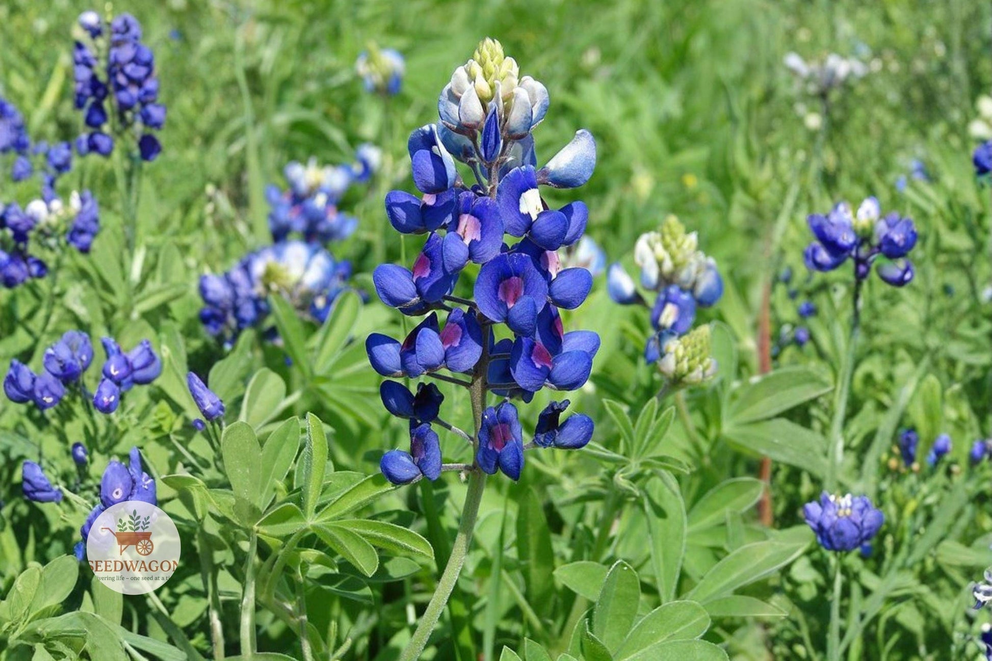 bluebonnet seeds,Texas wildflower seeds,Lupinus texensis seeds,blue flower seeds,annual flower seeds,pollinator garden seeds,wildflower meadow seeds,blue and white flower seeds,native Texas seeds,flowering plant seeds,easy grow wildflower,blue wildflower seeds,soil enriching seeds