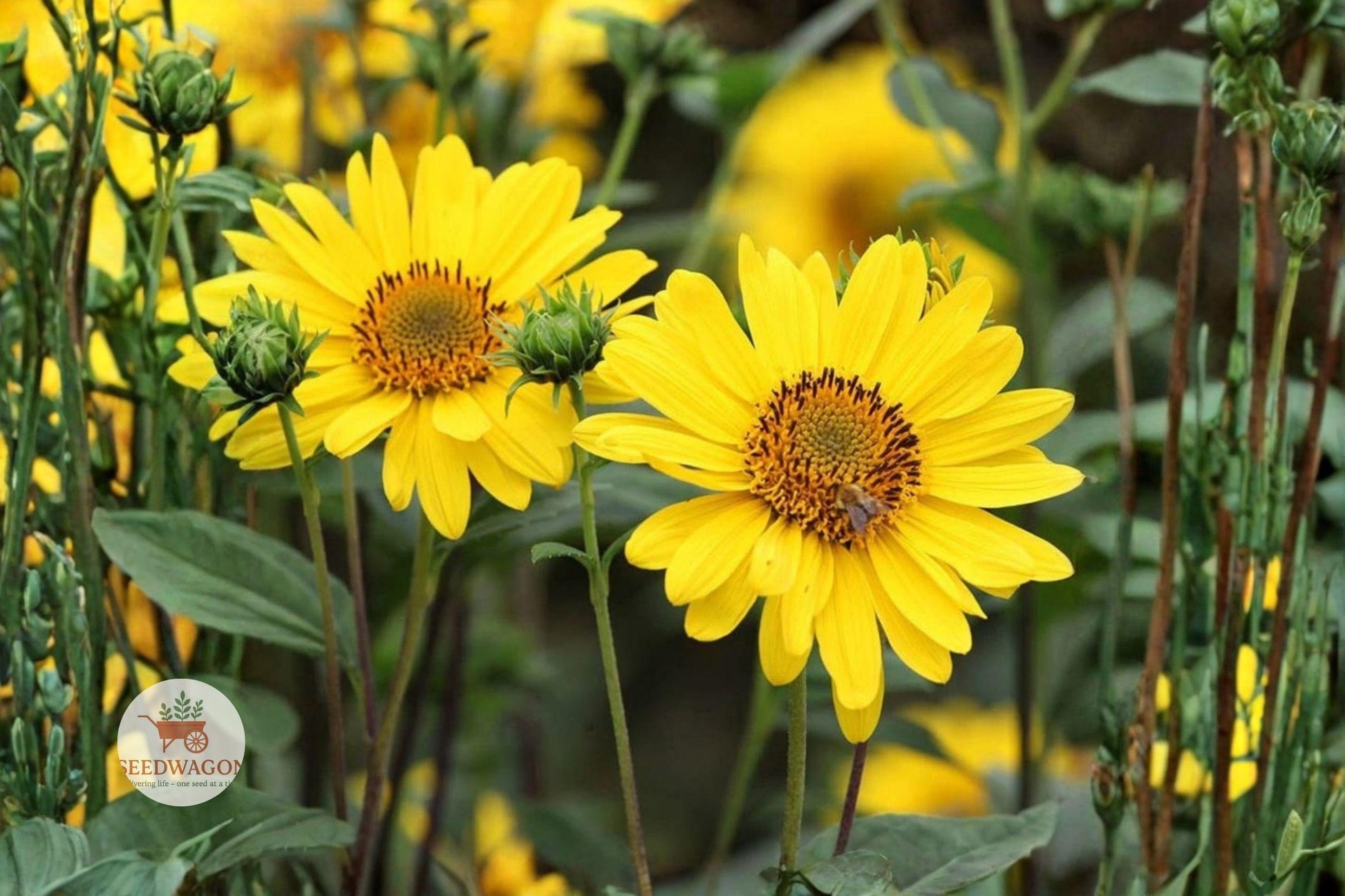 early sunflower seeds, perennial flower seeds, yellow wildflower seeds, pollinator garden seeds, butterfly attracting seeds, cottage garden seeds, meadow flower seeds, full sun plant seeds, easy grow flower seeds, long bloom season seeds, hardy perennial seeds, bee friendly seeds, wildflower seed packets