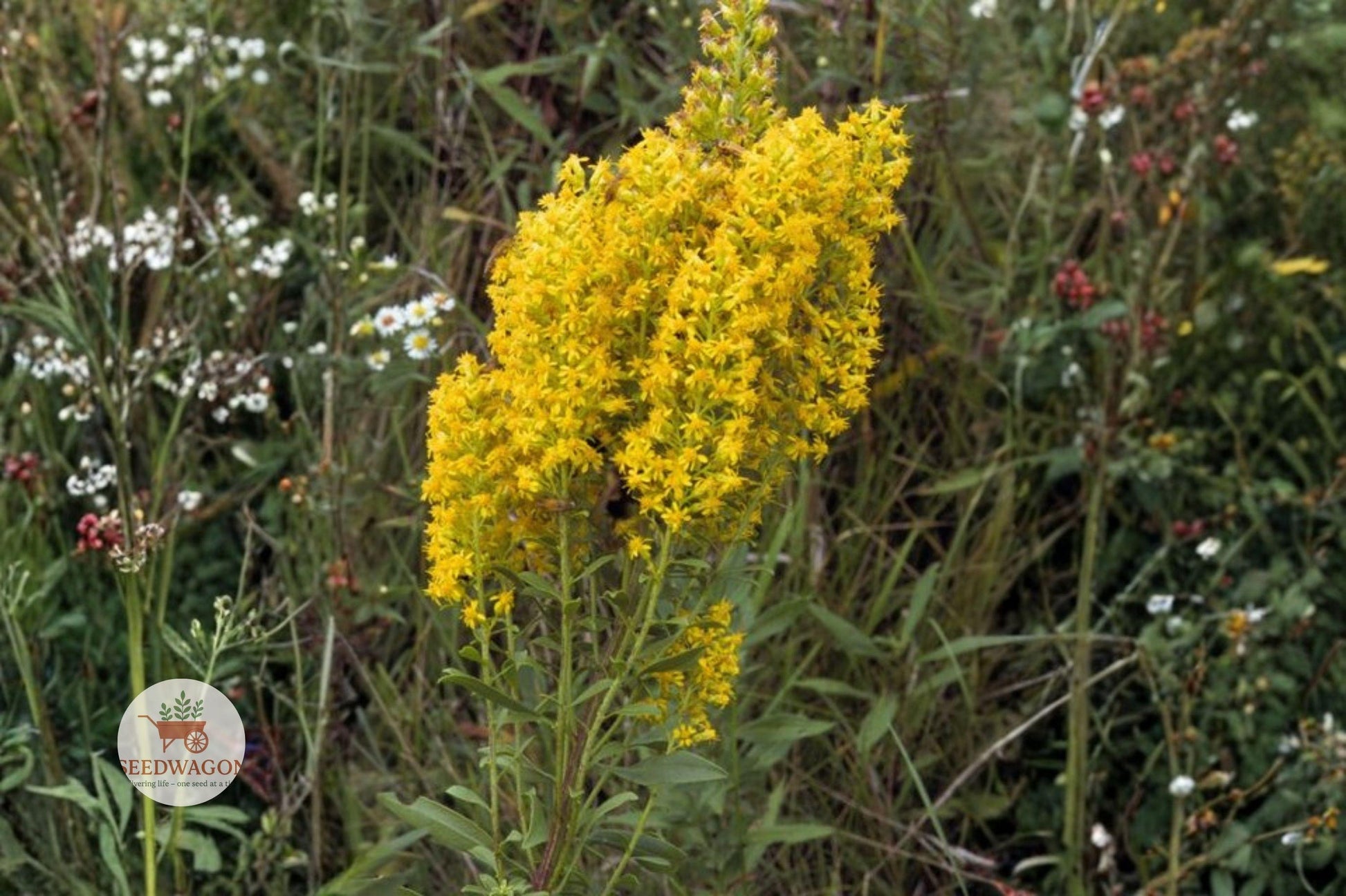 showy goldenrod seeds, native perennial wildflower, pollinator garden seeds, yellow flower seeds, clump forming plant, drought tolerant seeds, late summer bloom, bee attracting seeds, butterfly garden plant, native wildflower seeds, perennial flower seeds, full sun plant seeds, ecological garden seeds