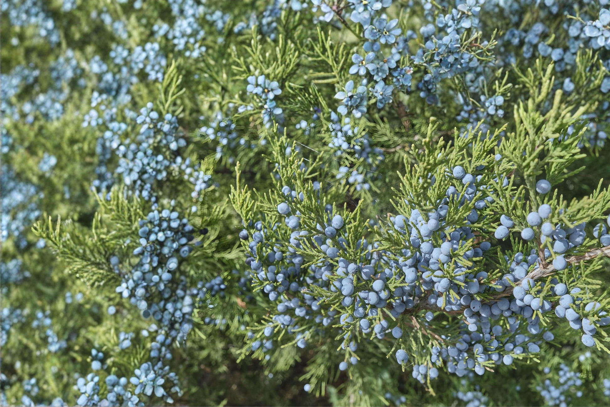 Common Juniper Seeds, Evergreen Shrub, Blue Berries, Juniperus communis, Drought Tolerant, Landscaping, Wildlife Garden