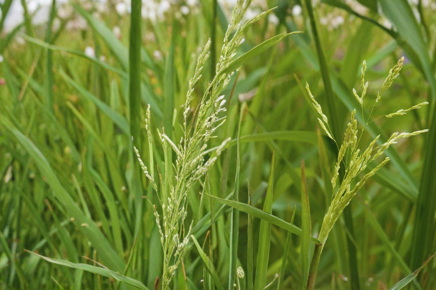 Smooth Panicgrass Seeds – Panicum dichotomiflorum, Warm-Season Annual Grass for Moist Soils, Natural Landscape, Erosion Control