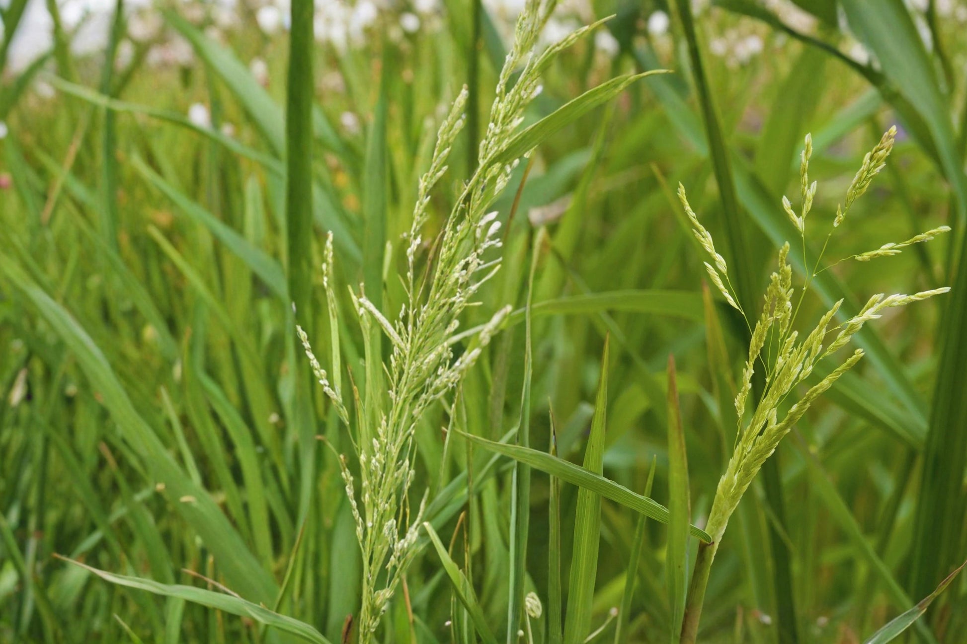Smooth Panicgrass Seeds – Panicum dichotomiflorum, Warm-Season Annual Grass for Moist Soils & Natural Landscapes
